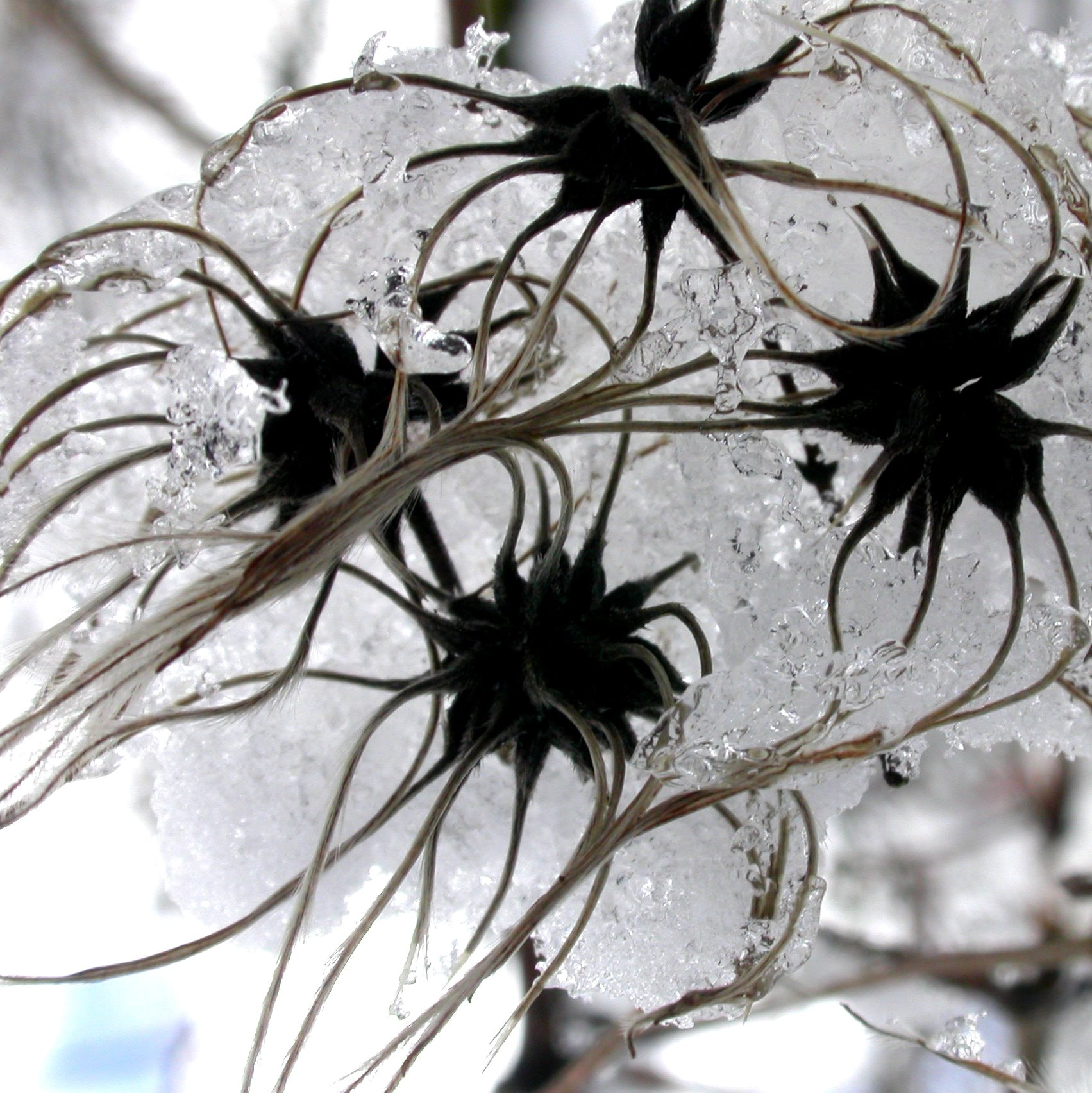 Nikon E4500 sample photo. Winterflower photography