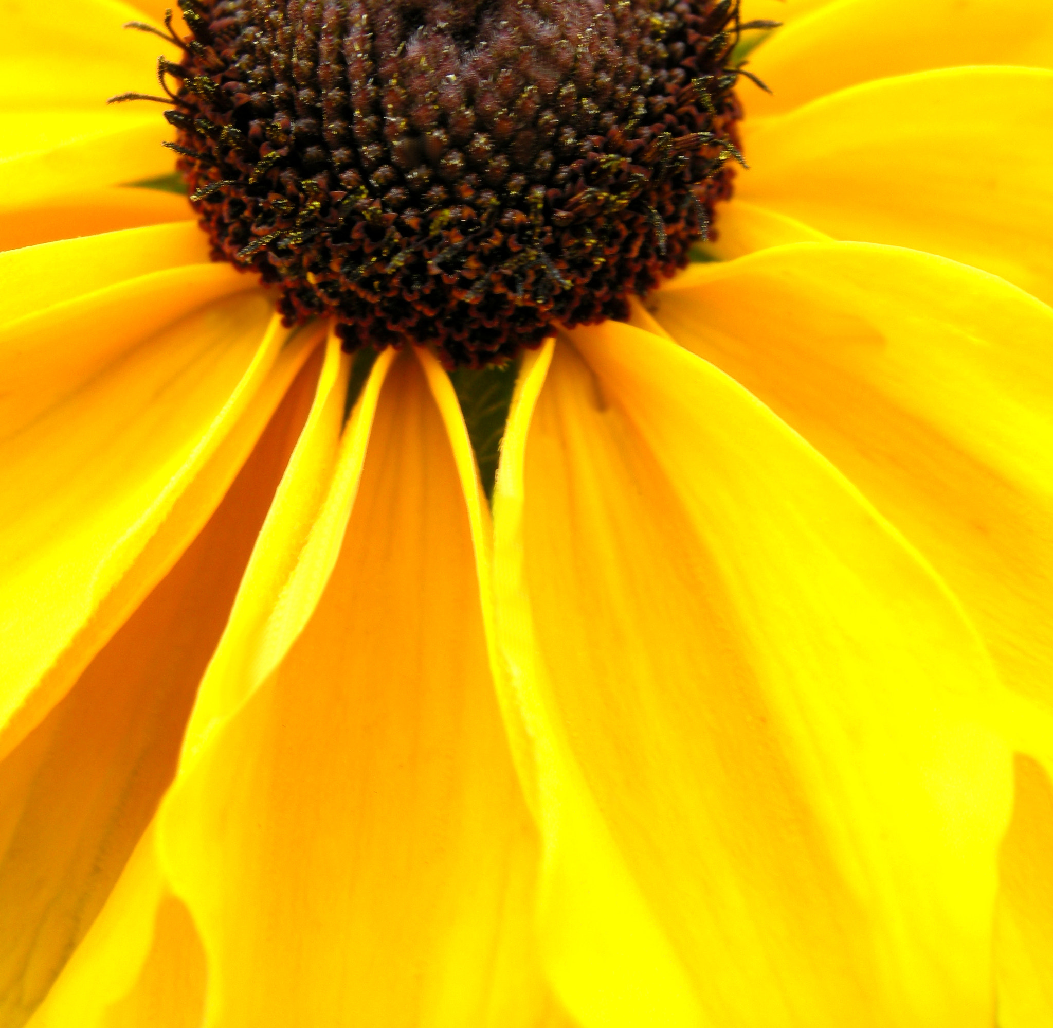 Nikon COOLPIX P5000 sample photo. Sunflower photography
