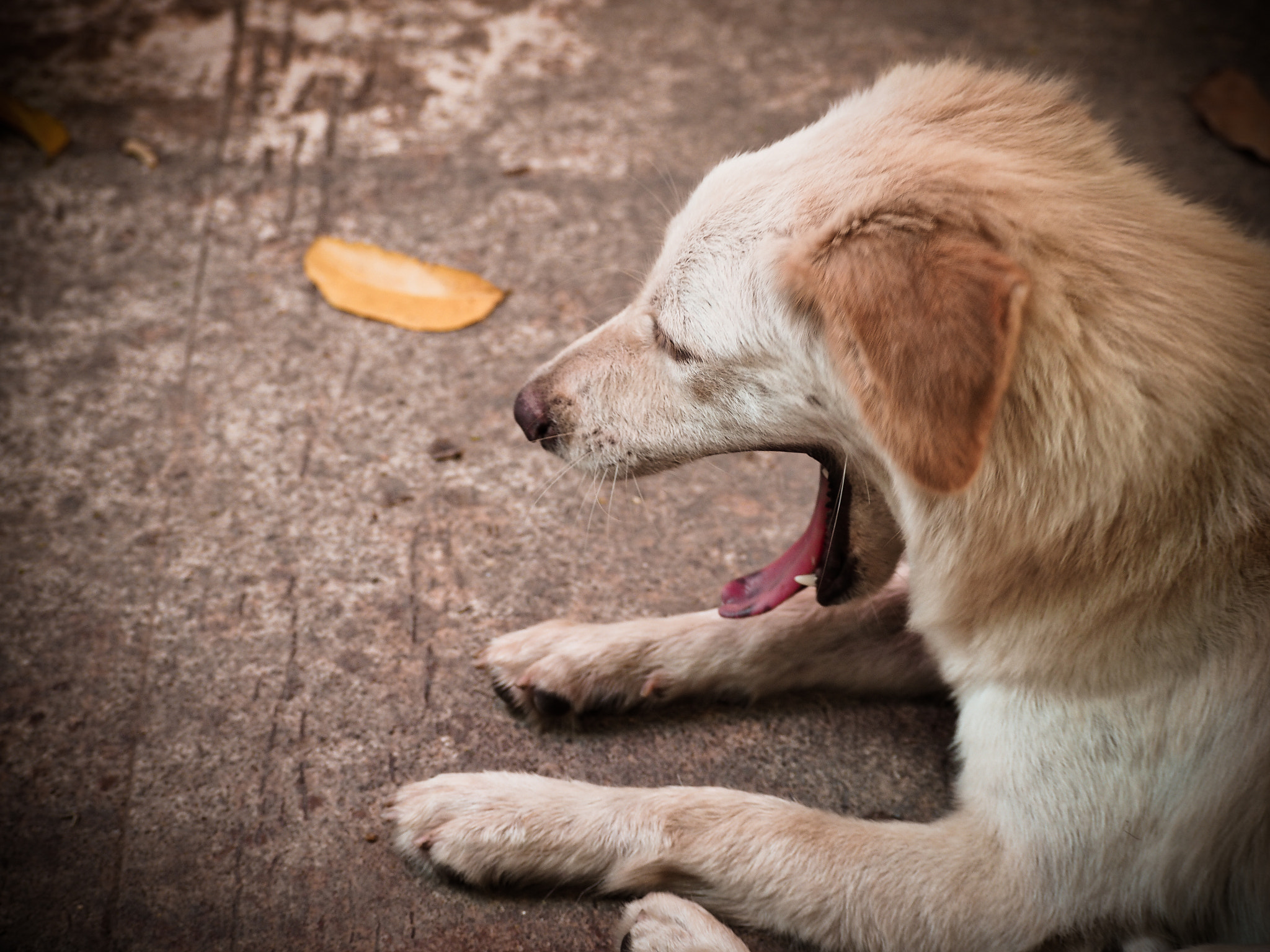 Olympus PEN E-PL7 sample photo. Yawning dog photography