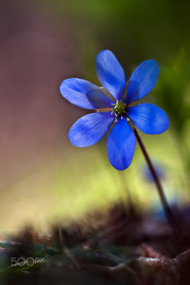 Sony Alpha DSLR-A900 + Minolta AF 100mm F2.8 Macro [New] sample photo. Liverleaf photography