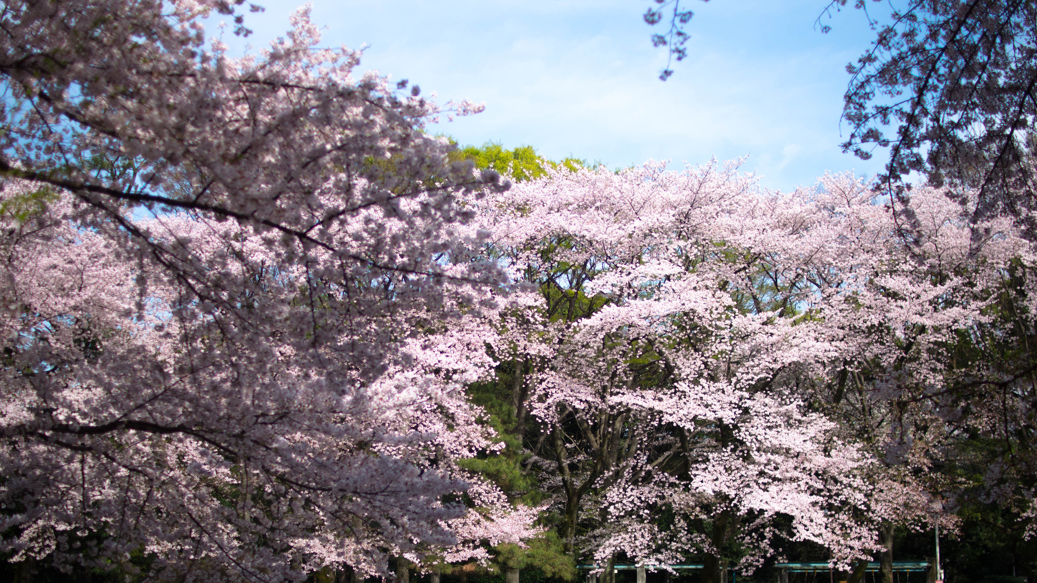 Sigma 30mm F1.4 EX DC HSM sample photo. Sakura photography