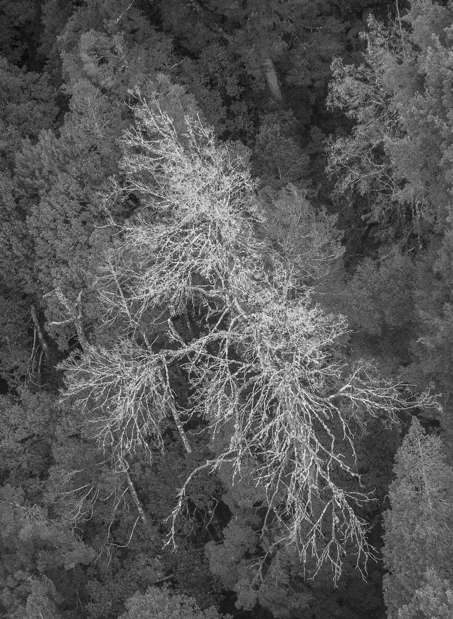 Panasonic Lumix G X Vario 35-100mm F2.8 OIS sample photo. White tree photography