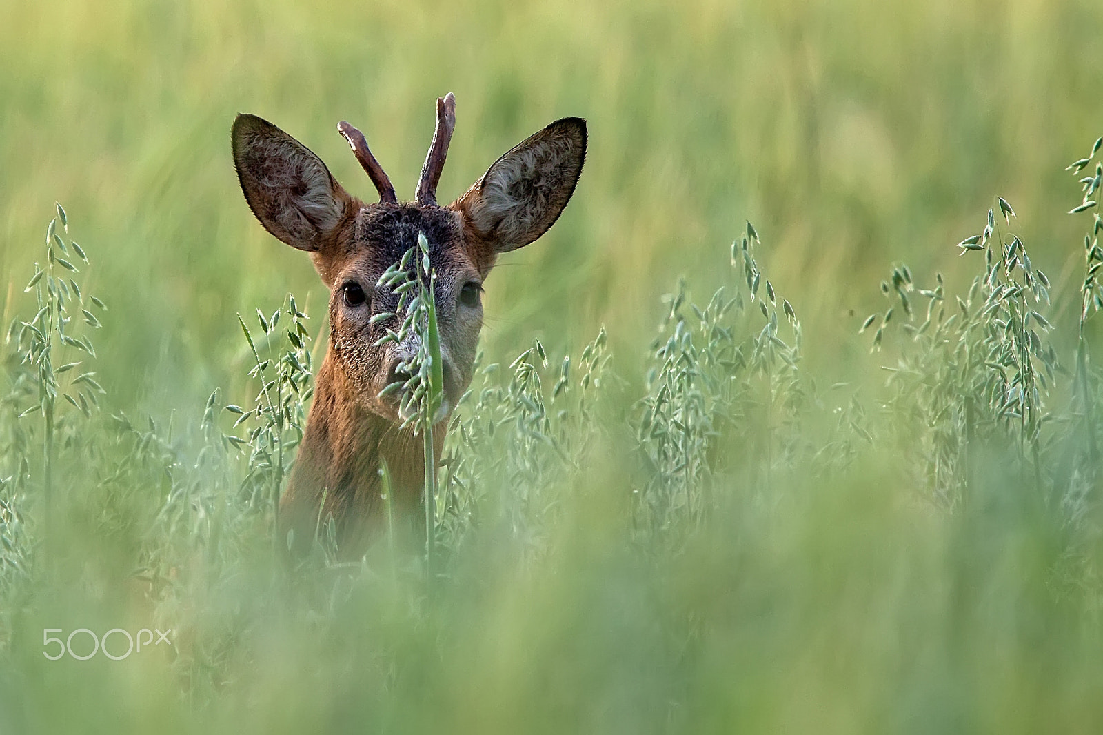 Canon EF 300mm F2.8L IS USM sample photo. Roebuck hidden in the rye photography