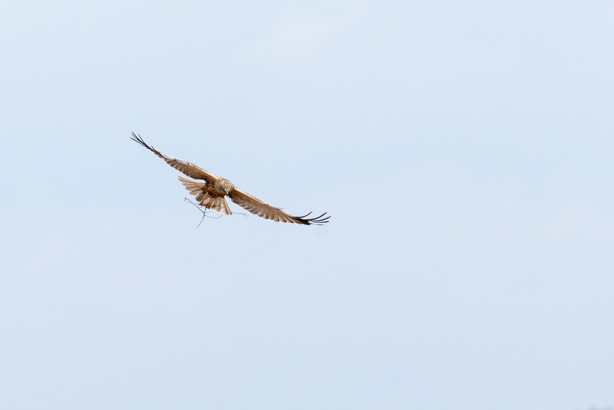 Nikon D600 sample photo. Marsh harrier photography