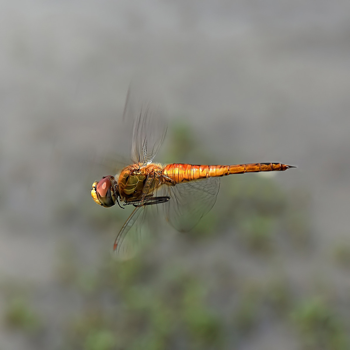 Nikon D810 + Nikon AF Nikkor 20mm F2.8D sample photo. Dragonfly semarang java indonesia photography