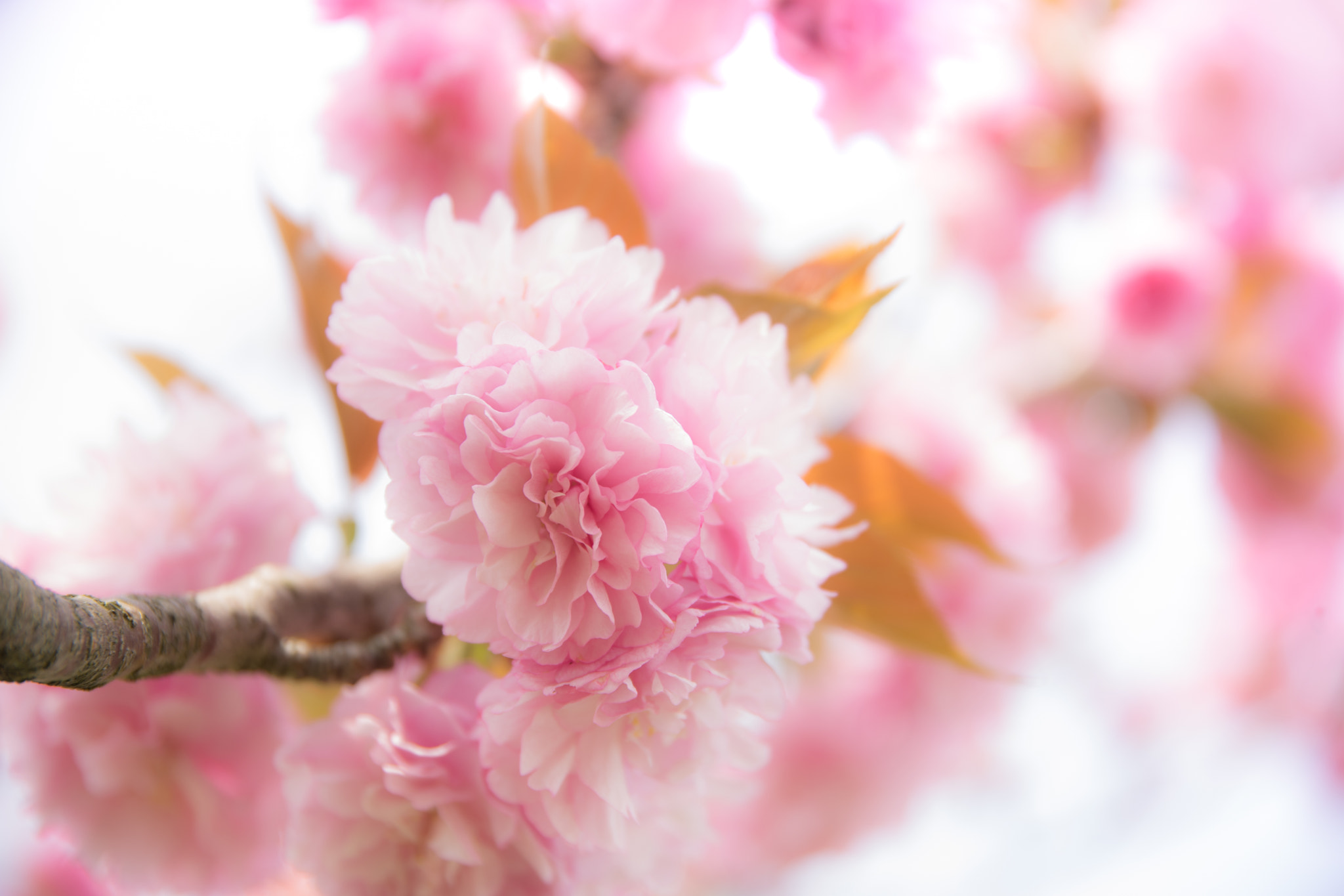 Tamron 80-300mm F3.5-6.3 sample photo. 八重桜 double-flowered cherry tree photography