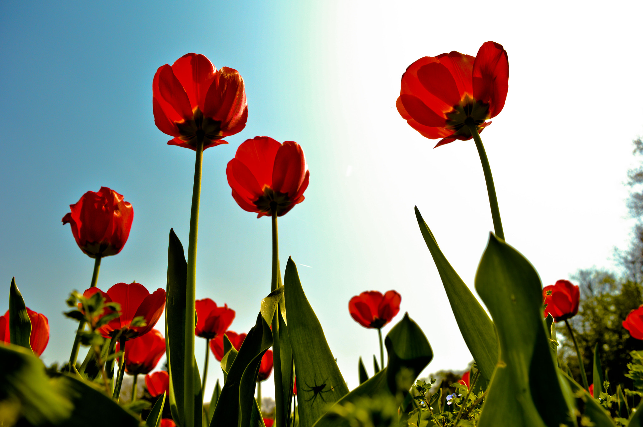 Nikon D3200 + AF DC-Nikkor 135mm f/2D sample photo. Tulips photography