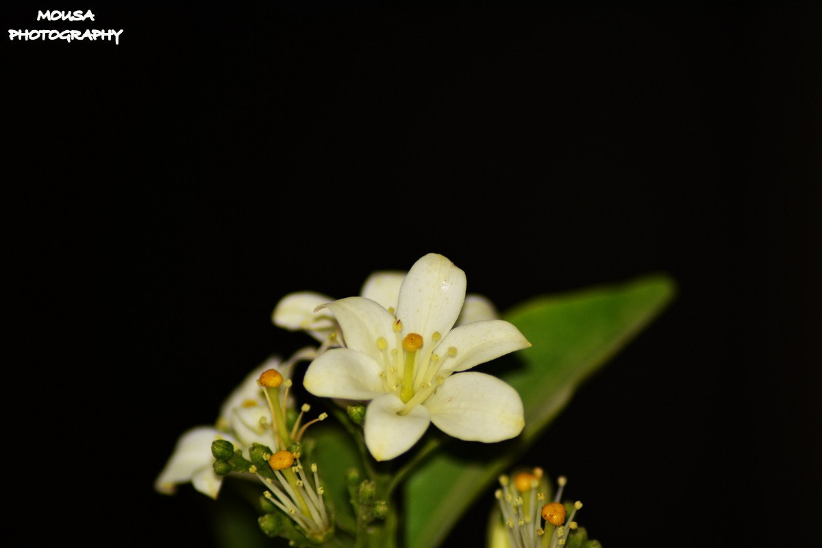 Nikon AF-S Nikkor 70-200mm F4G ED VR sample photo. Flower photography