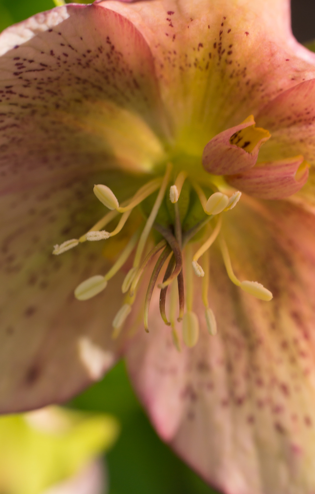 Sony SLT-A65 (SLT-A65V) sample photo. Bloem photography