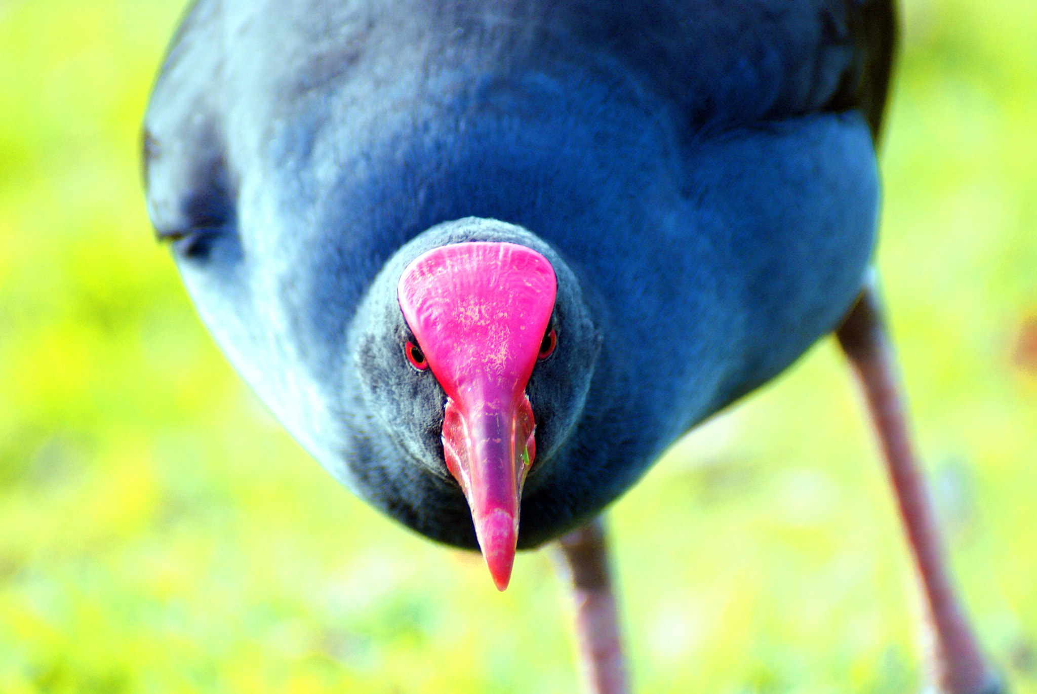 Sony Alpha DSLR-A300 sample photo. Purple swamphen photography