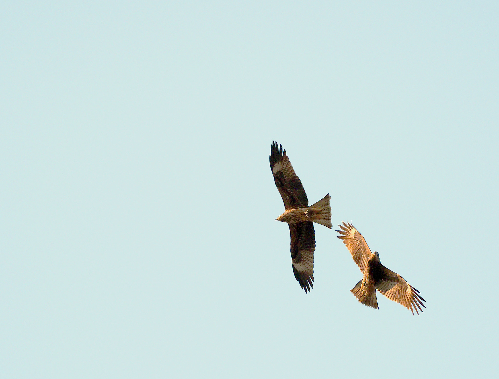 Olympus OM-D E-M5 II + OLYMPUS M.300mm F4.0 sample photo