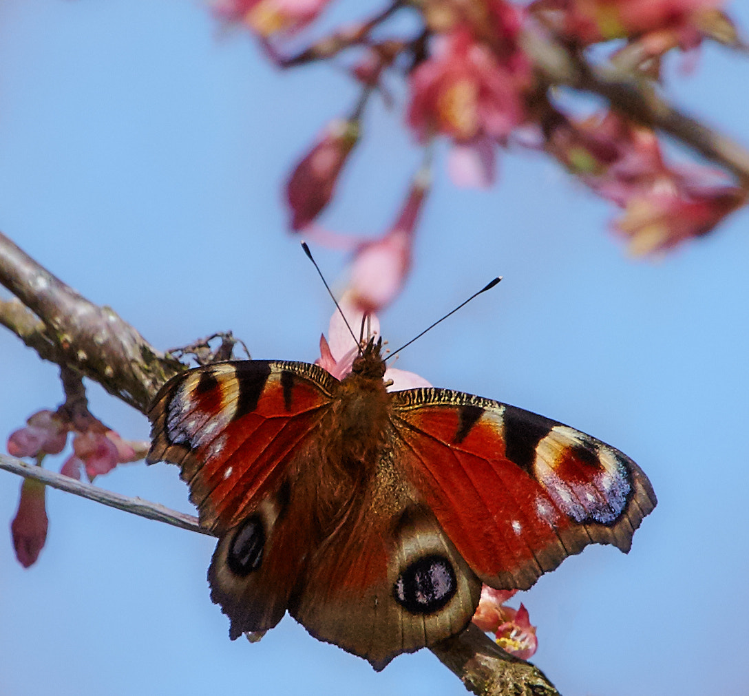 Tamron 28-300mm F3.5-6.3 Di VC PZD sample photo. Butterfly - inachis io photography