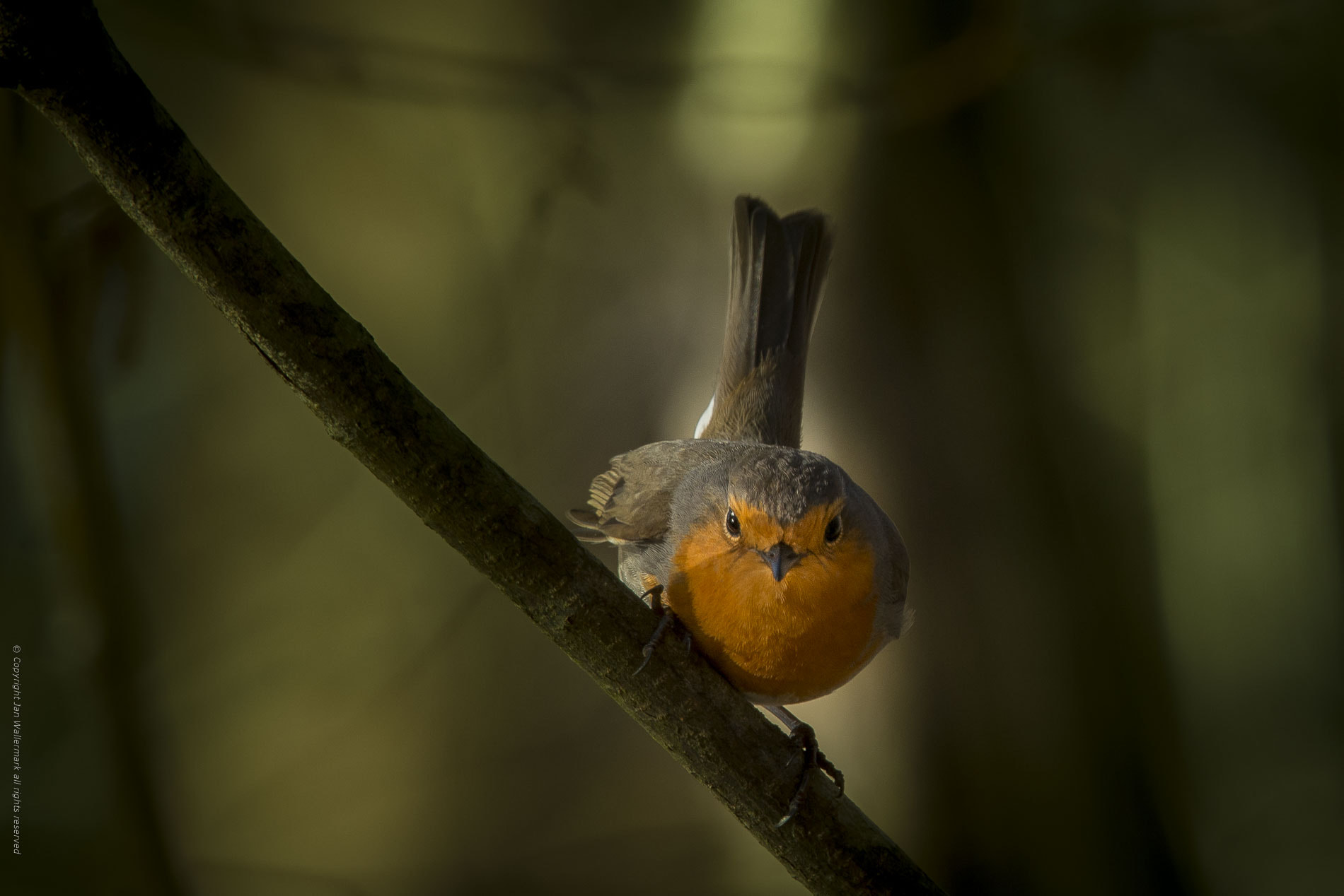 Sigma 150-600mm F5-6.3 DG OS HSM | S sample photo. Angry bird photography