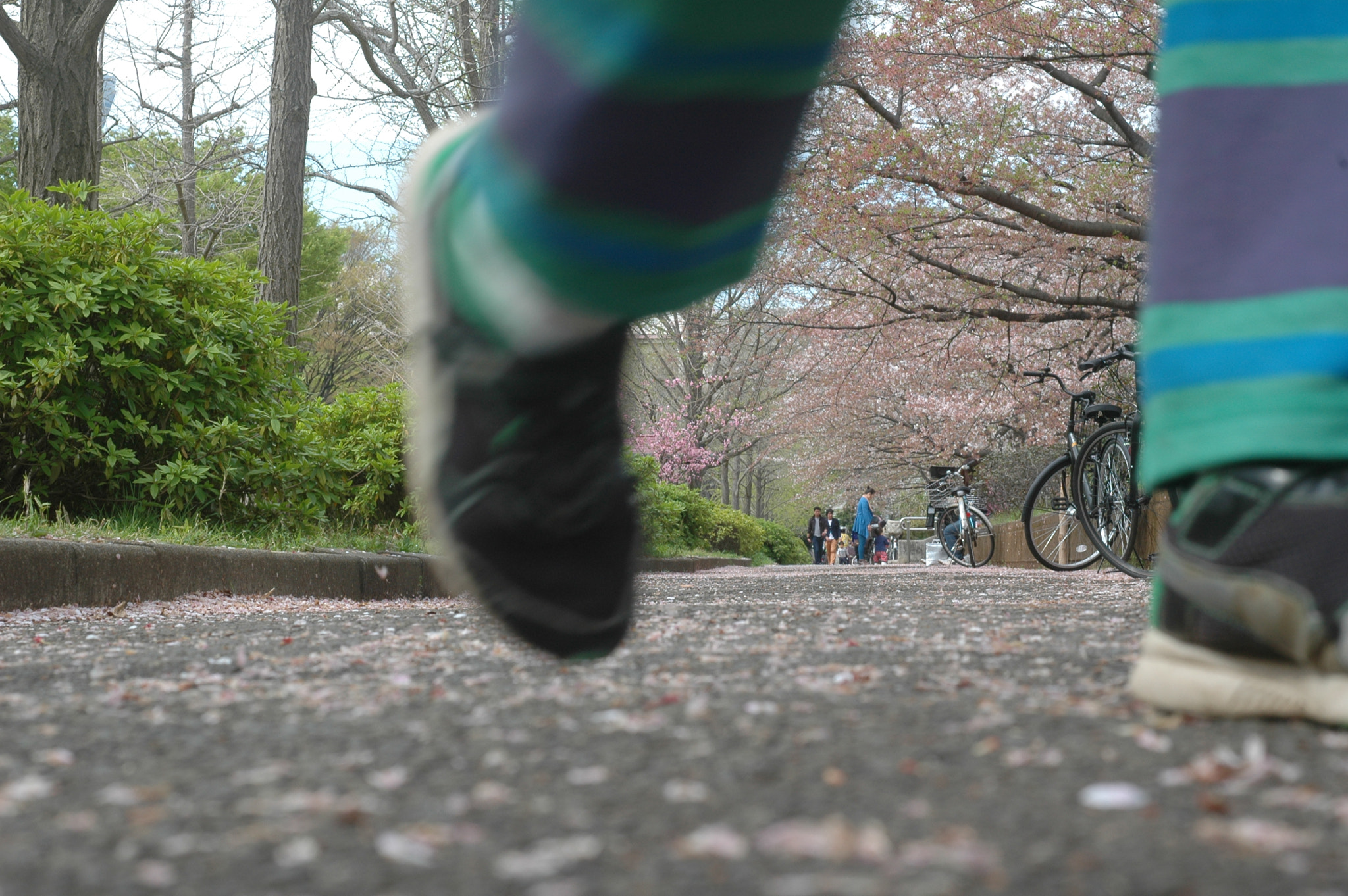 Nikon D70 + AF Nikkor 50mm f/1.8 N sample photo. Cherryblossoms  / 桜 photography