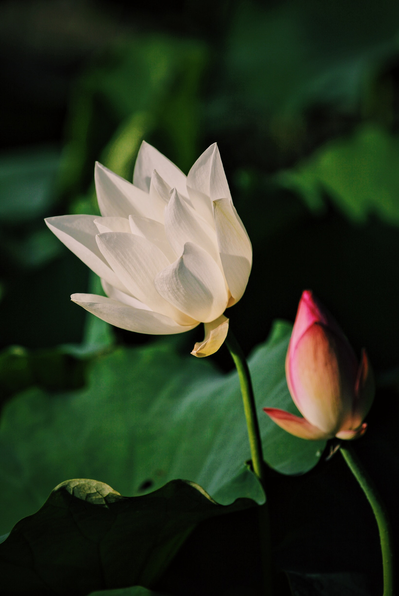 Canon EF 70-200mm F4L USM sample photo. Lotus photography