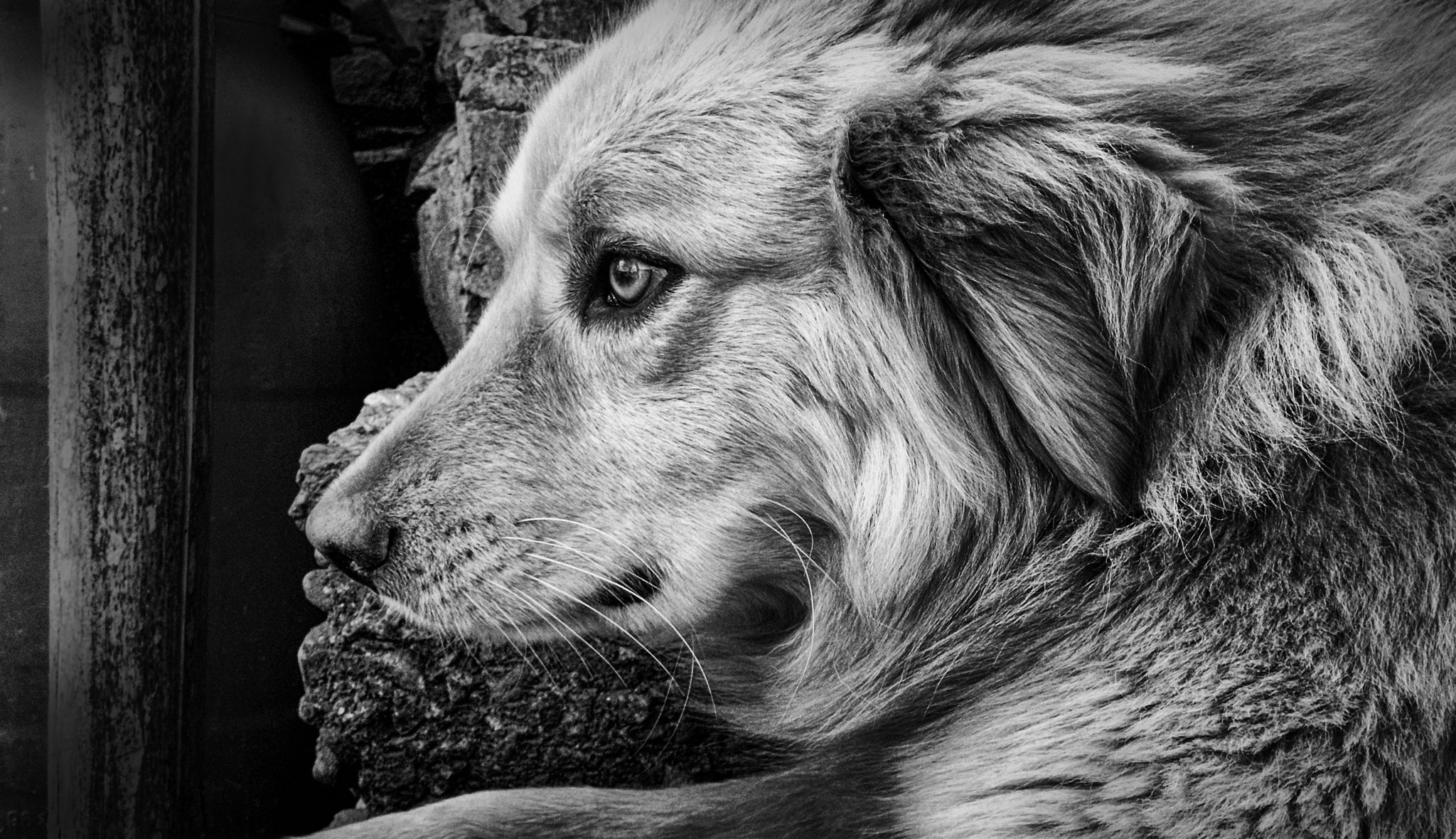 Benq DC C1450 sample photo. Dog photography
