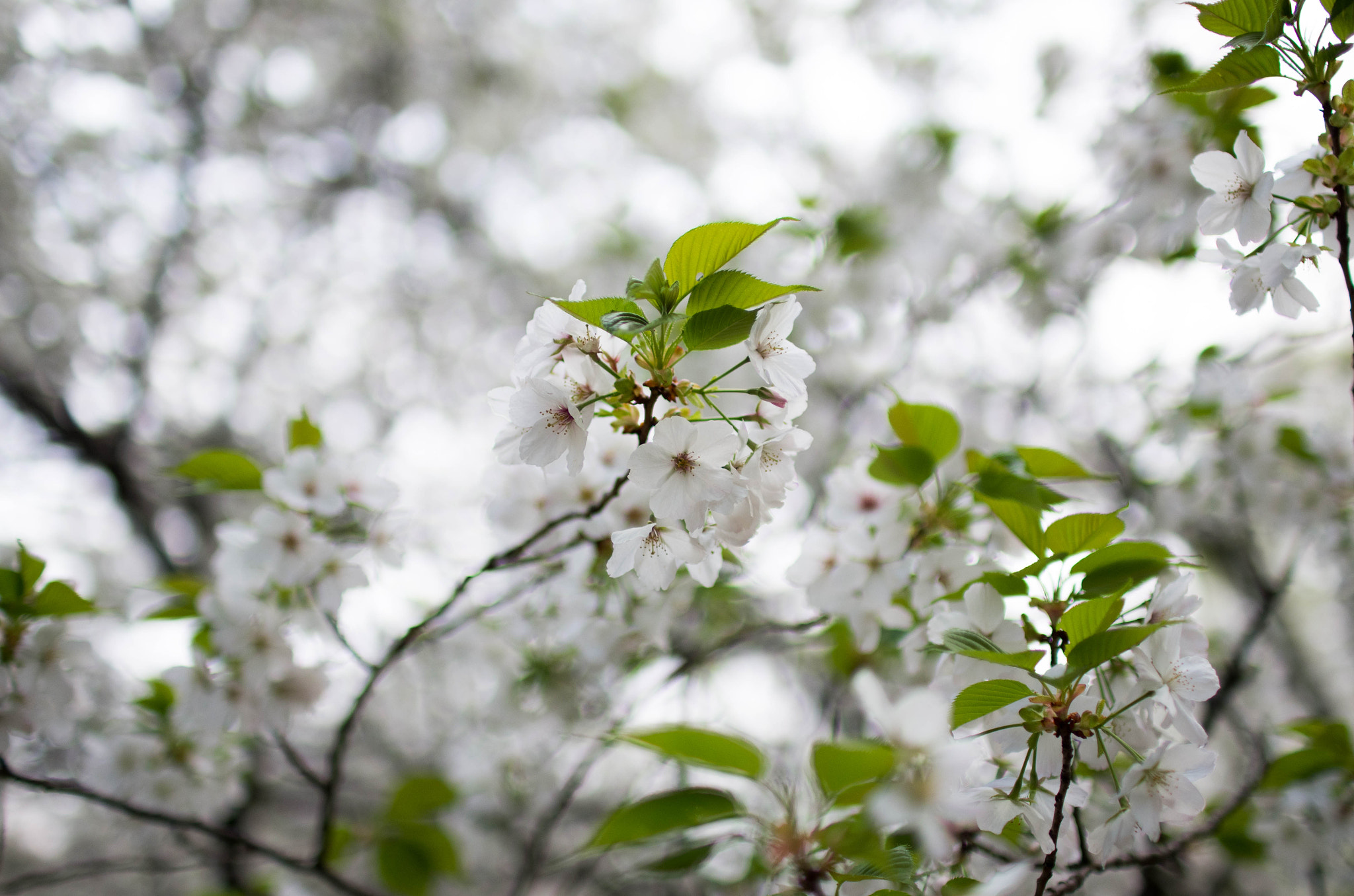 Sigma 30mm F1.4 EX DC HSM sample photo. Cerasus speciosa photography