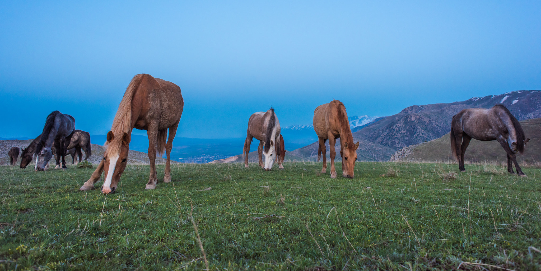 Nikon D810 + Nikon AF Nikkor 24mm F2.8D sample photo. Horses graze in kazakhstan photography