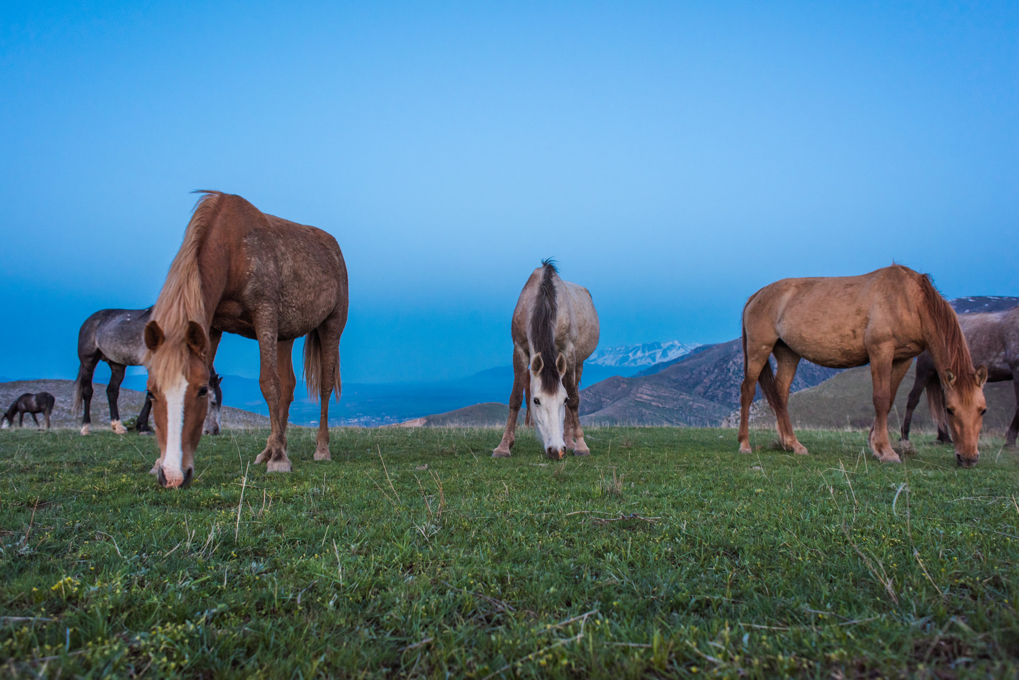 Nikon D810 + Nikon AF Nikkor 24mm F2.8D sample photo. Horses graze in kazakhstan photography