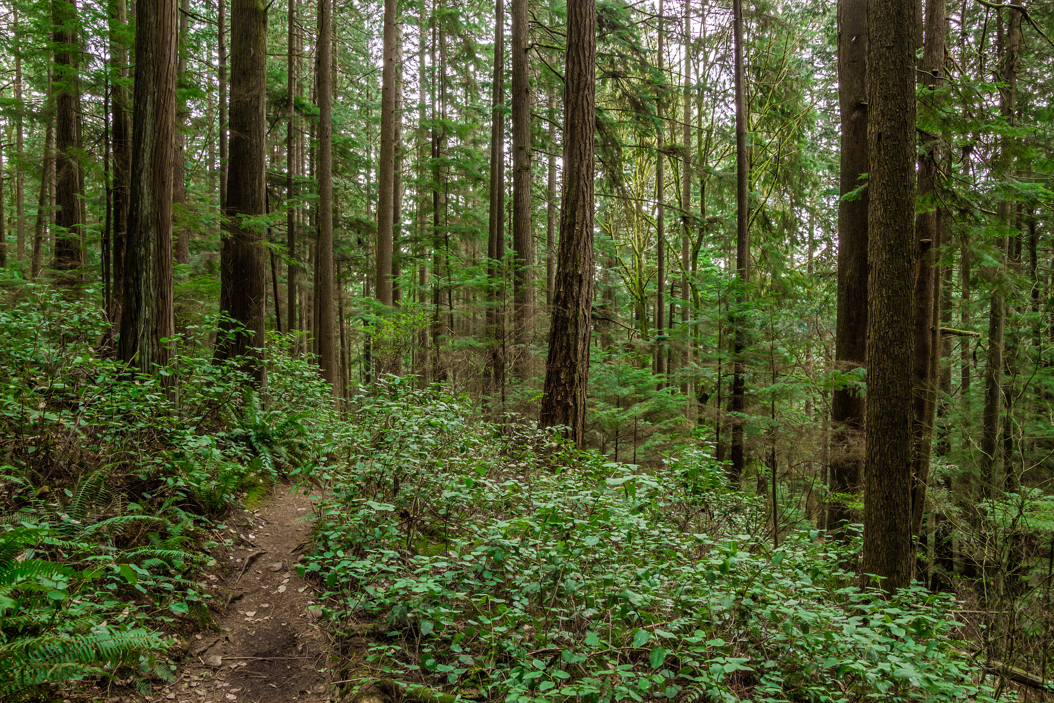 Sigma 18-50mm f/2.8 Macro sample photo. Into the woods photography