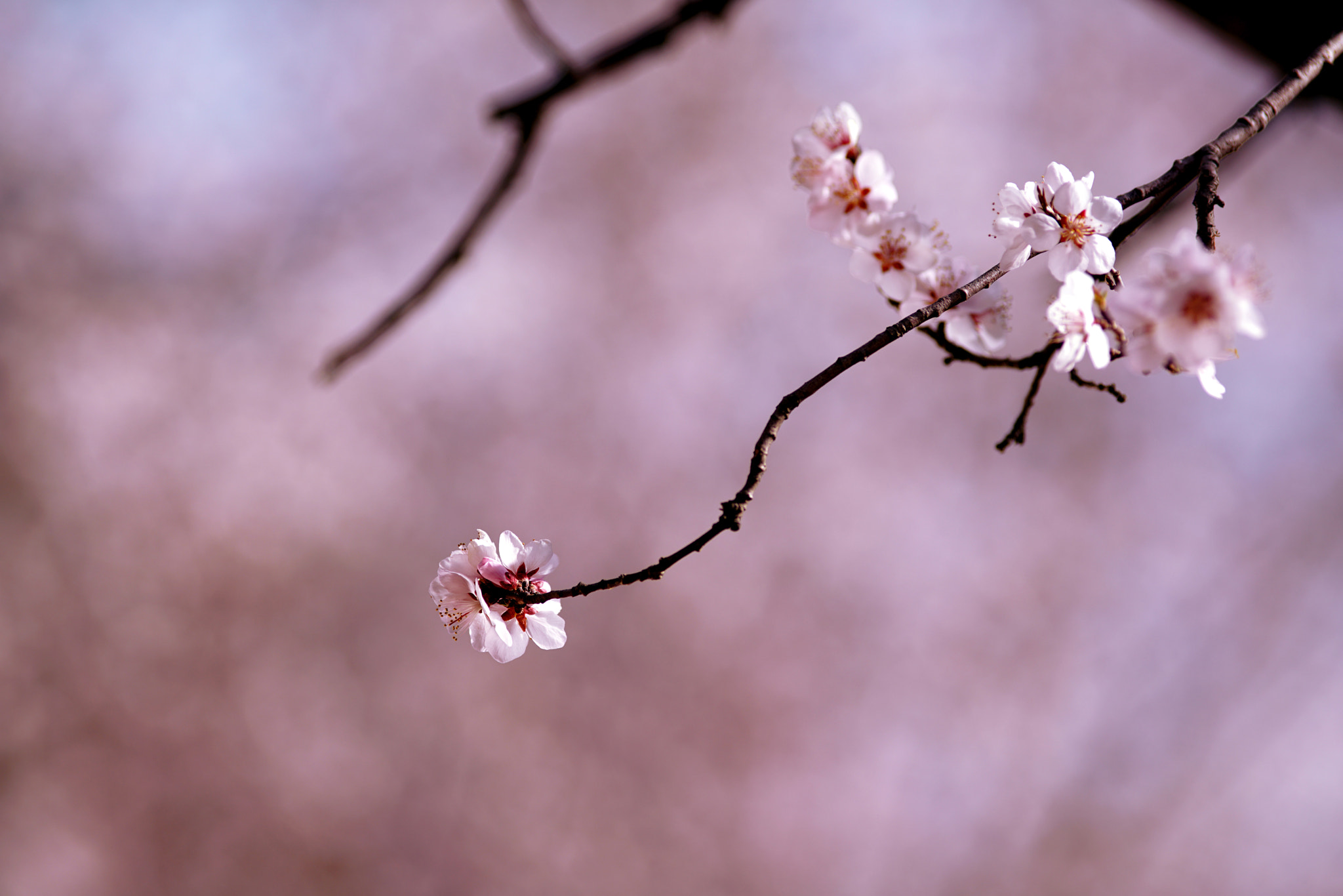 Sony a7R II + Minolta AF 200mm F2.8 HS-APO G sample photo. Dsc03426.jpg photography