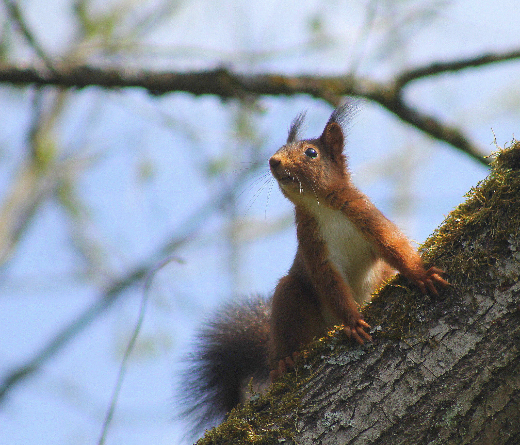 Canon EF 75-300mm f/4-5.6 USM sample photo. Ecureuil du matin... photography