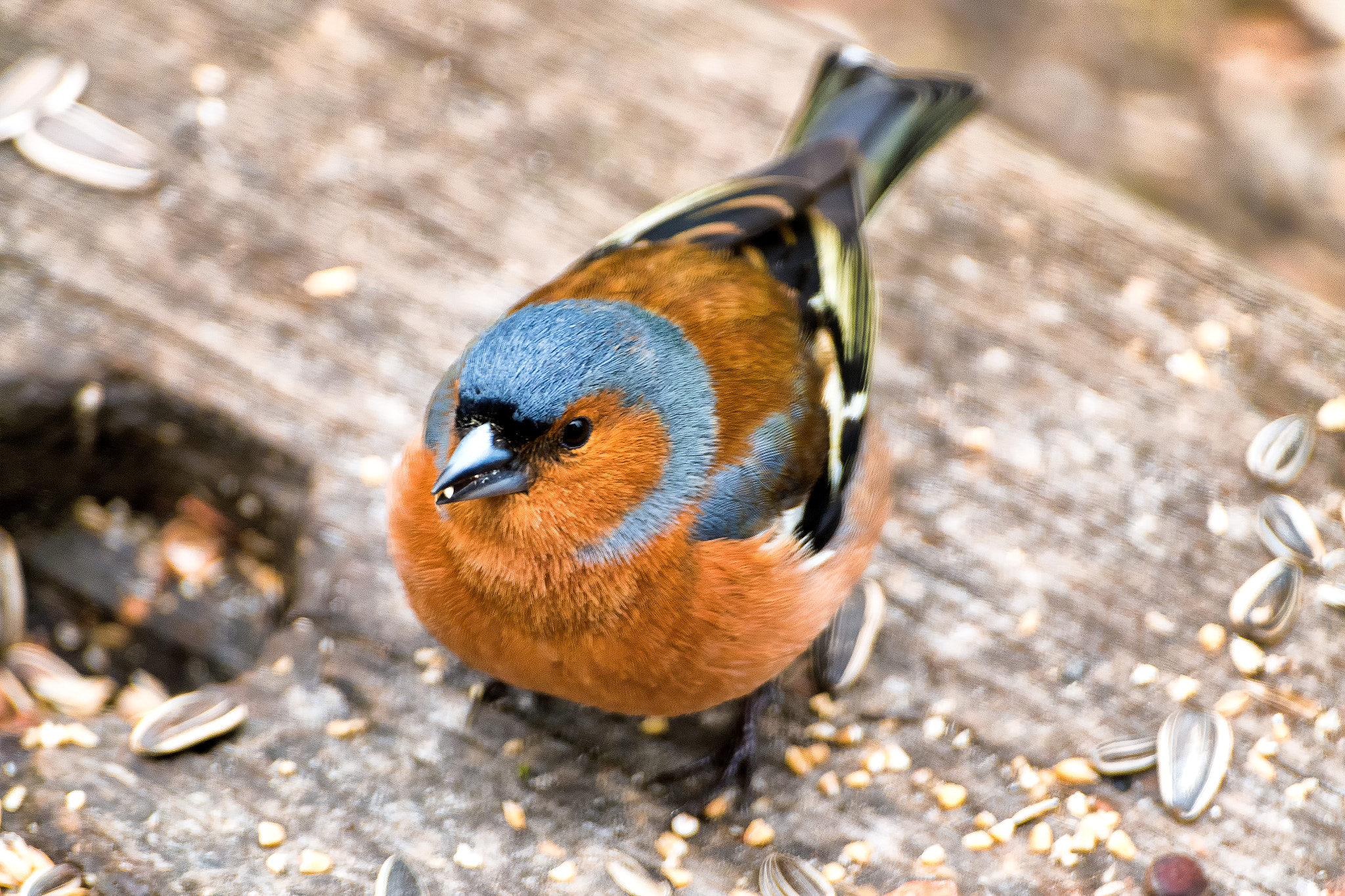 Pentax K-S1 + Sigma sample photo. Chaffinch photography