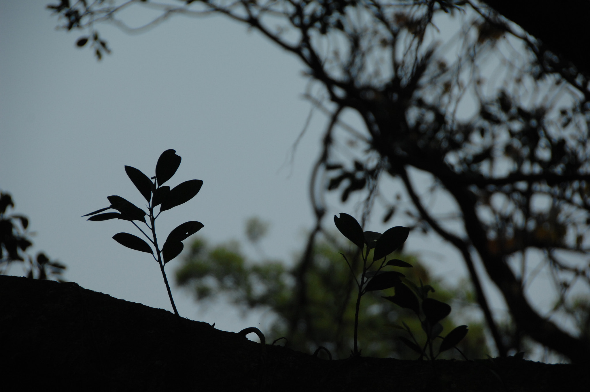 Nikon D2X sample photo. .. photography