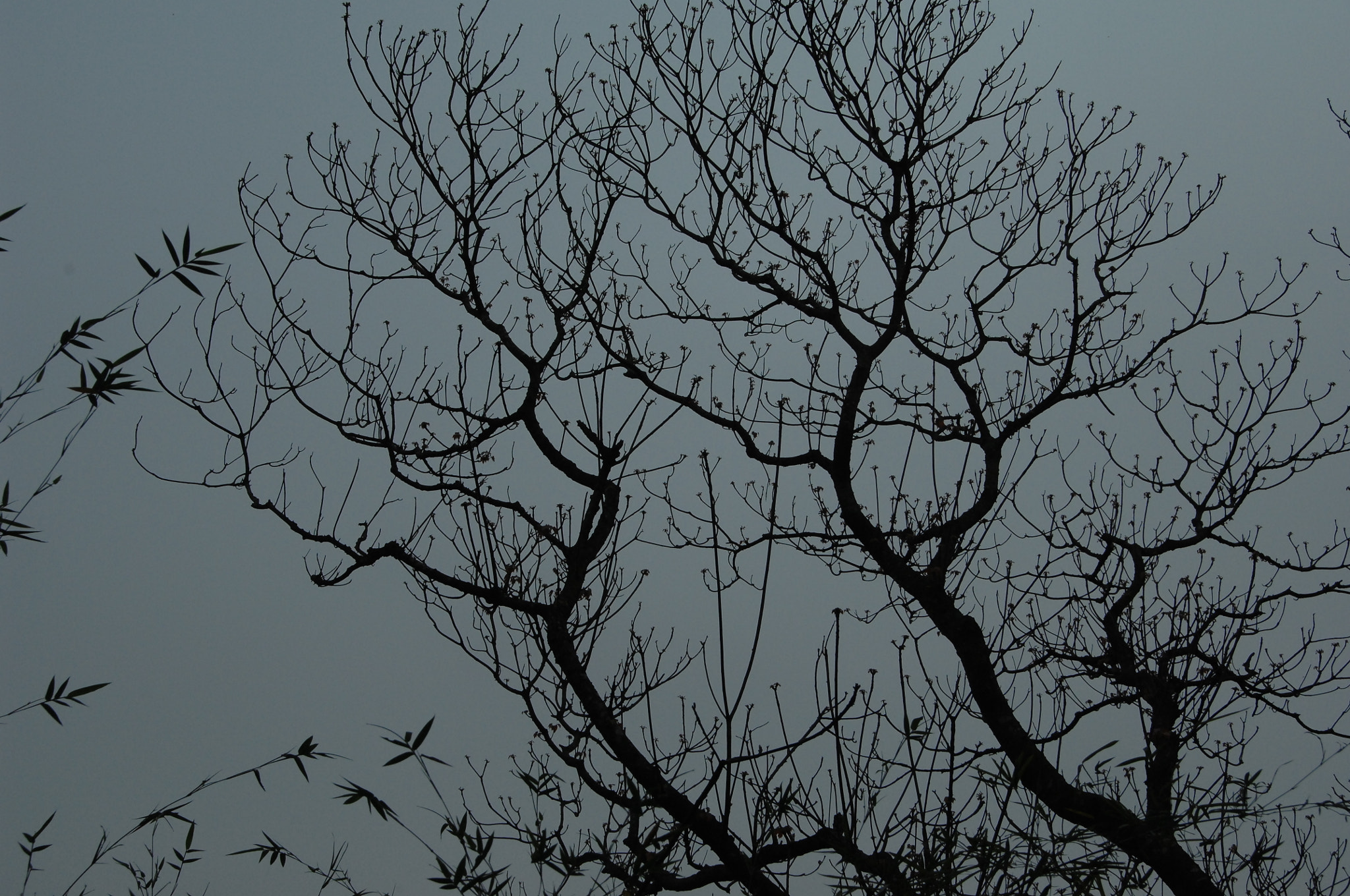 Nikon D2X sample photo. .. photography