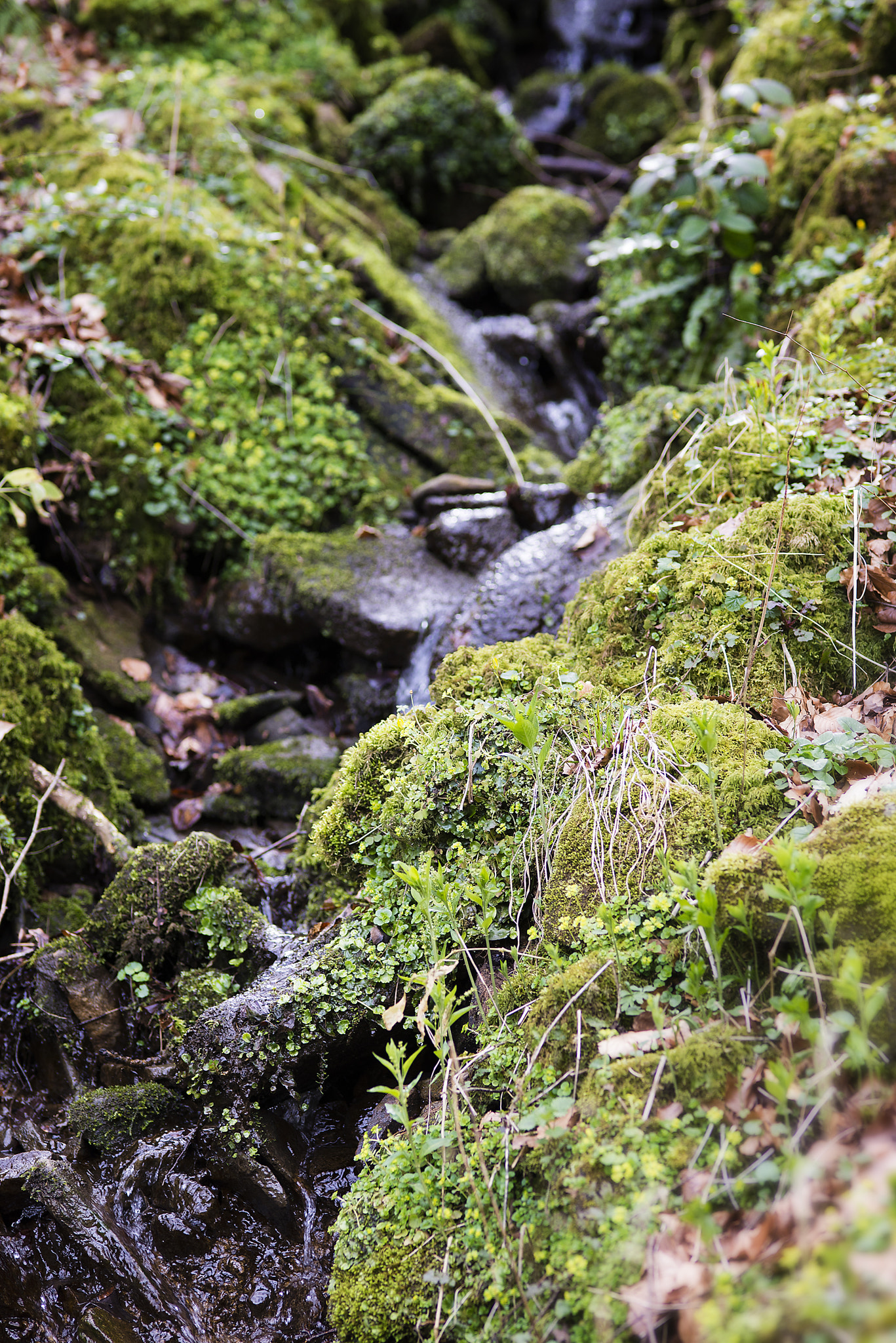 ZEISS Makro-Planar T* 100mm F2 sample photo
