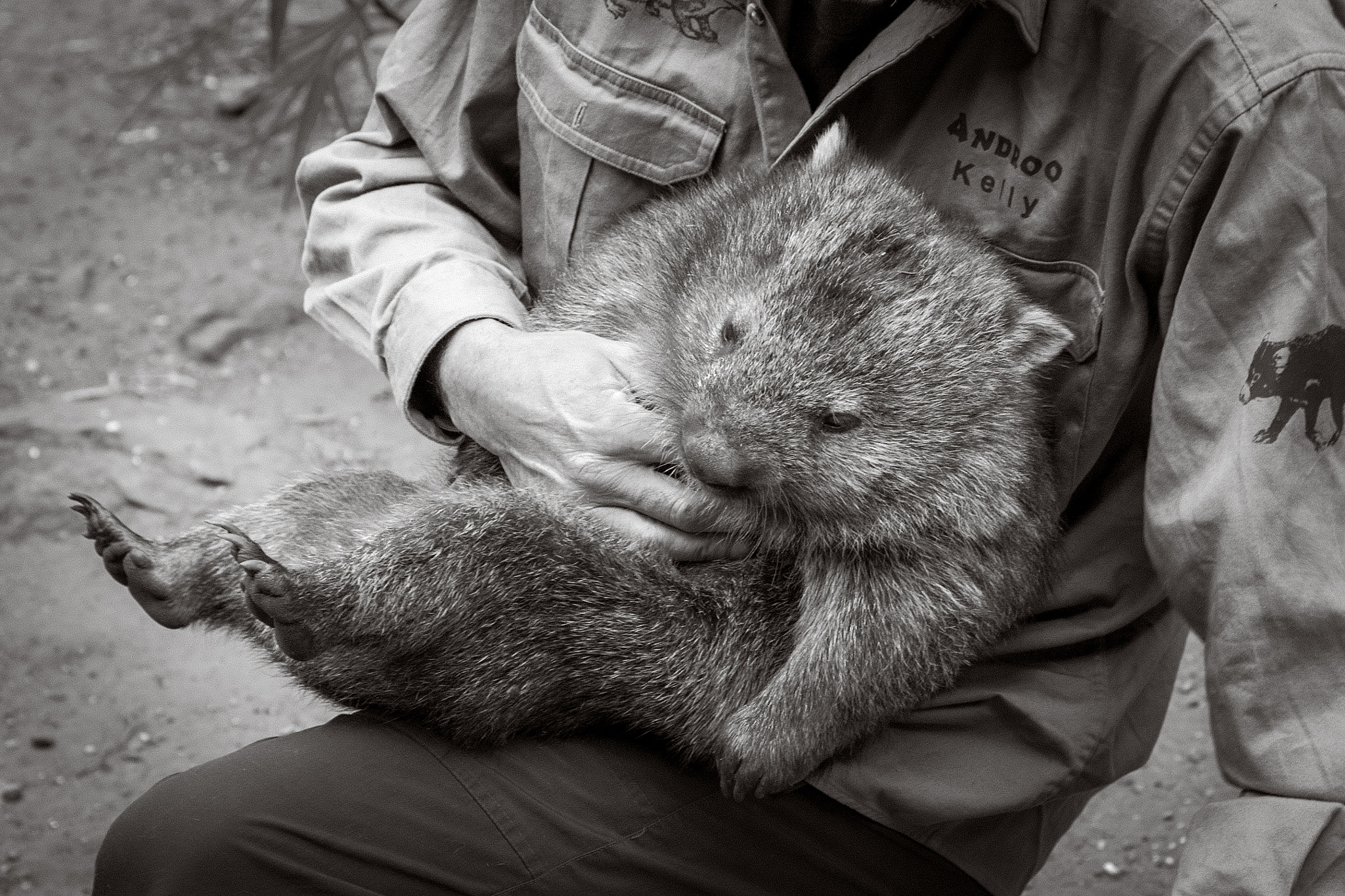 Canon EOS D30 sample photo. Ranger takes care of a wombat... photography