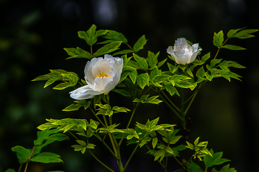 Sony a7 II + Canon EF 70-200mm F2.8L IS USM sample photo. Peony flower photography