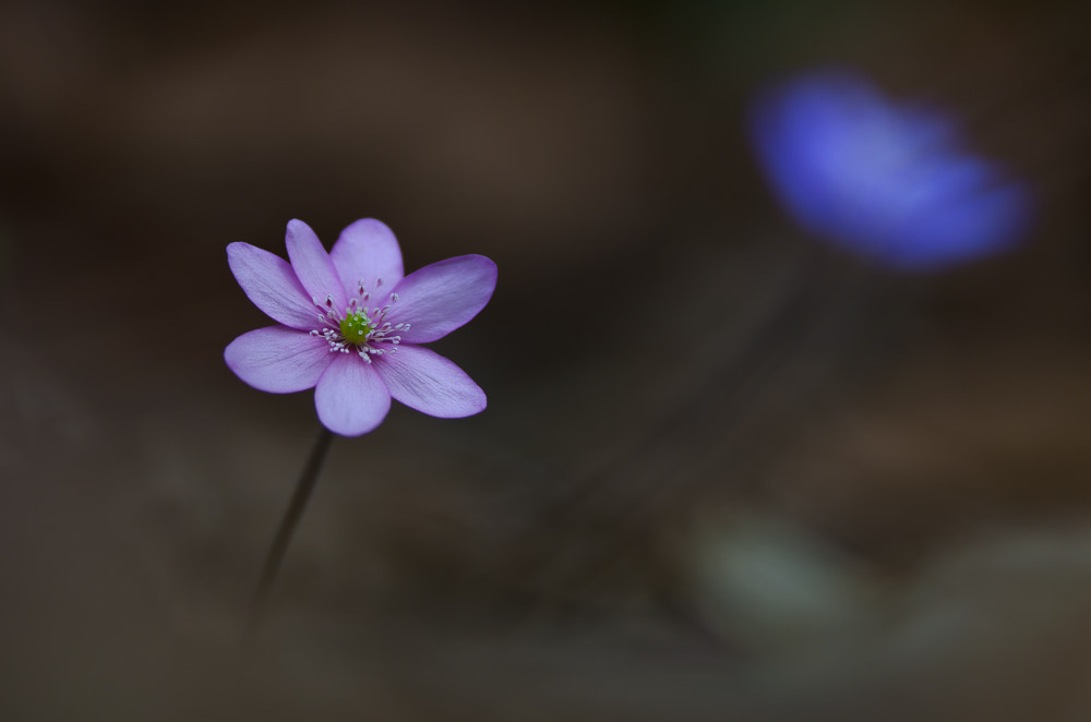 Nikon D5100 + Nikon AF-S Nikkor 300mm F4D ED-IF sample photo. Rosa leberblümchen photography