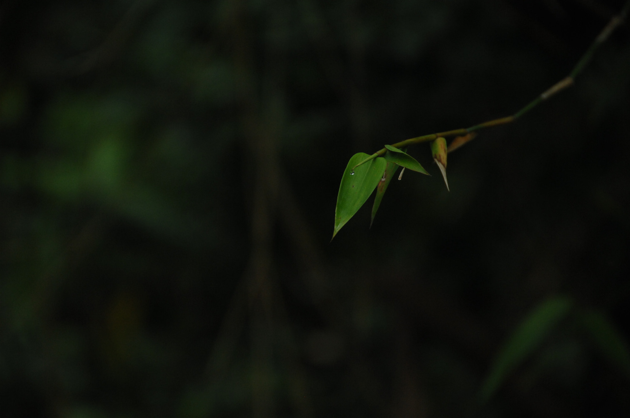 Nikon D2X sample photo. .. photography