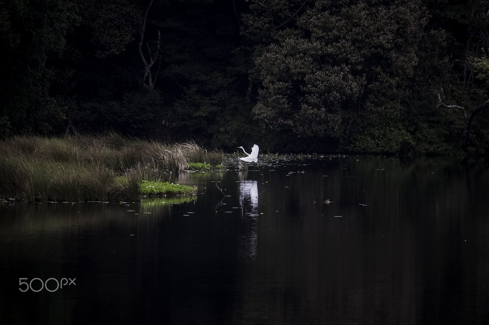 Canon EOS 700D (EOS Rebel T5i / EOS Kiss X7i) sample photo. White heron photography