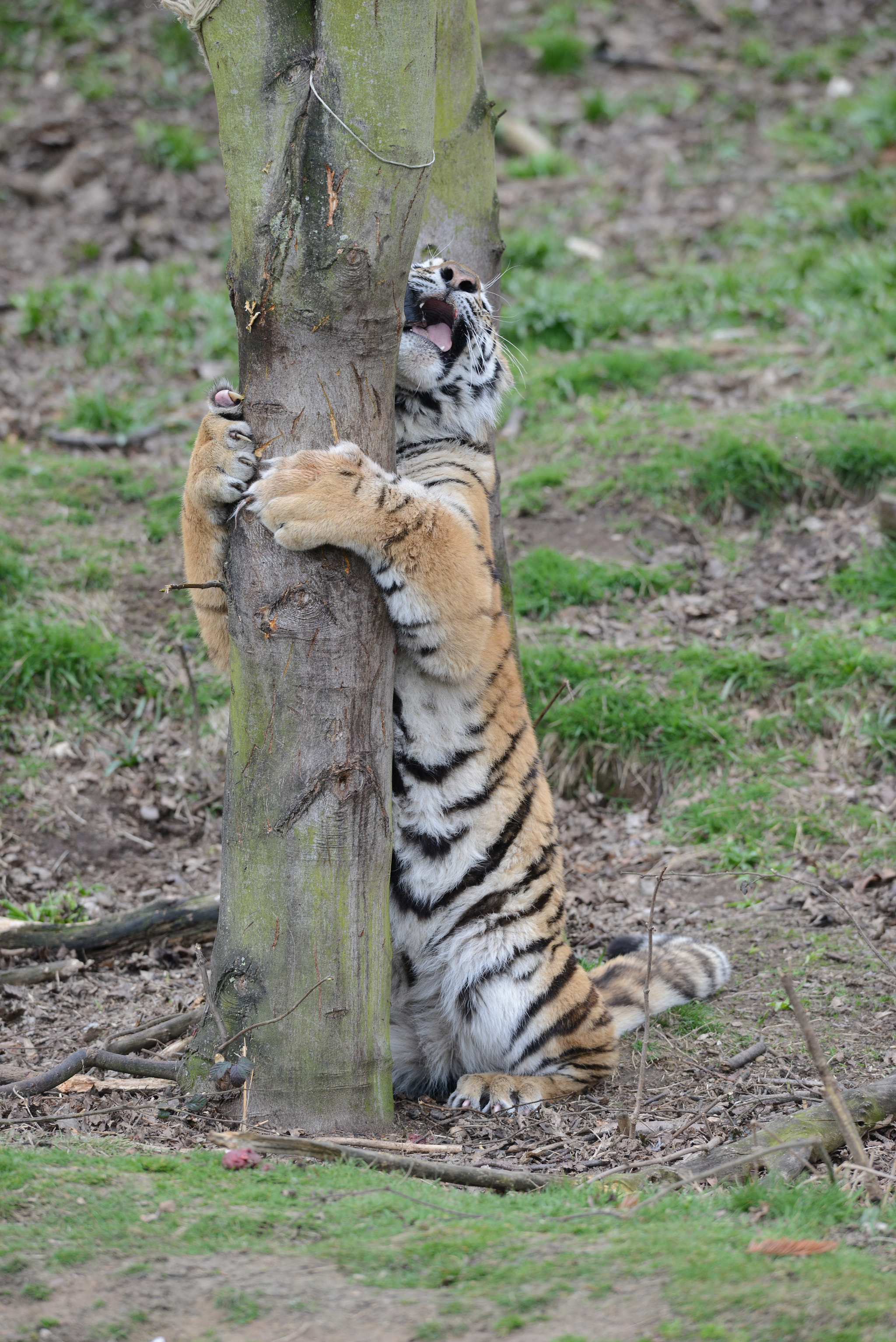 Nikon AF-S Nikkor 400mm F2.8D ED-IF II sample photo. Tiger in tree photography