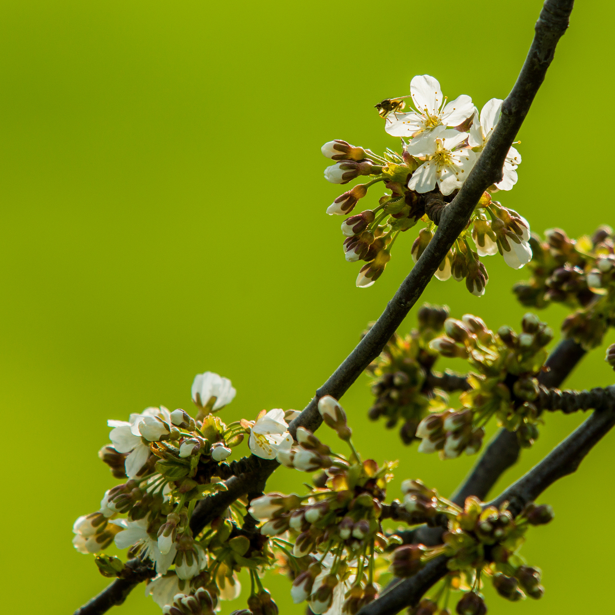 Hasselblad H5D sample photo. Spring green and white blossoms photography
