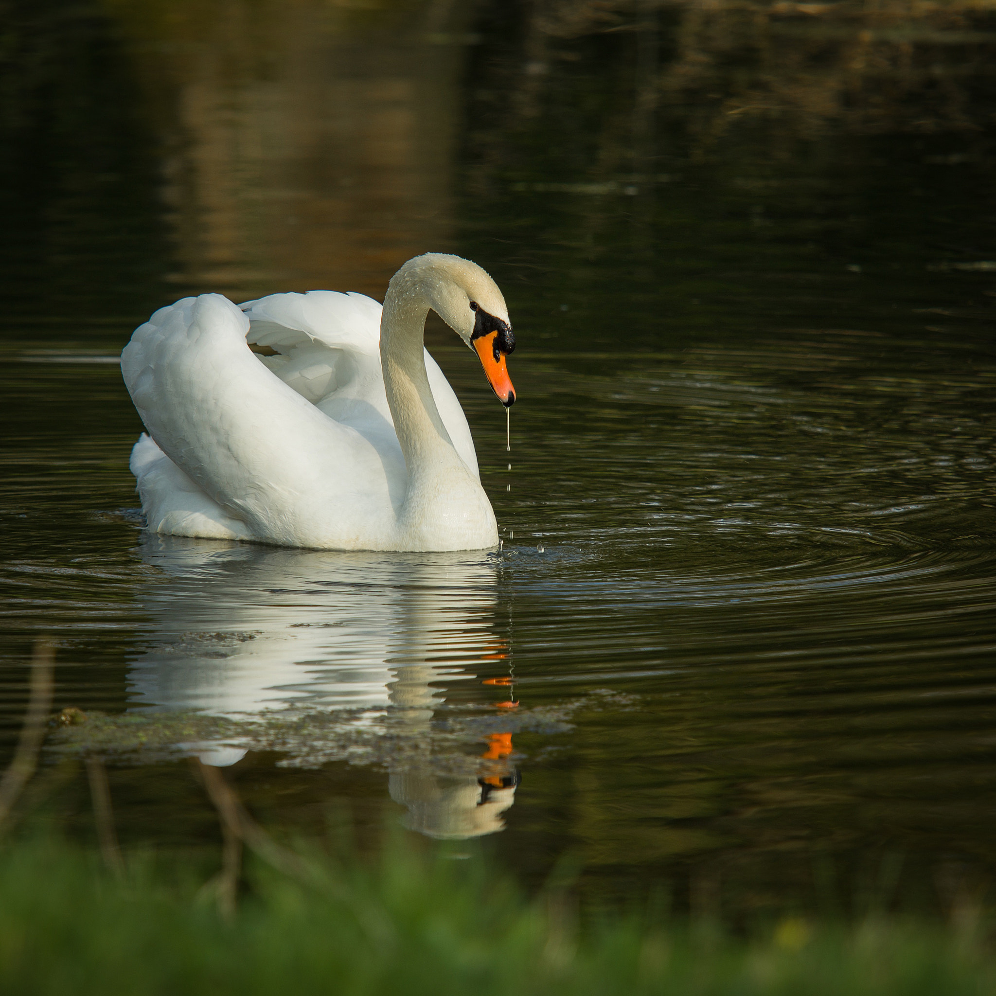 Hasselblad H5D sample photo. Swan with reflection photography
