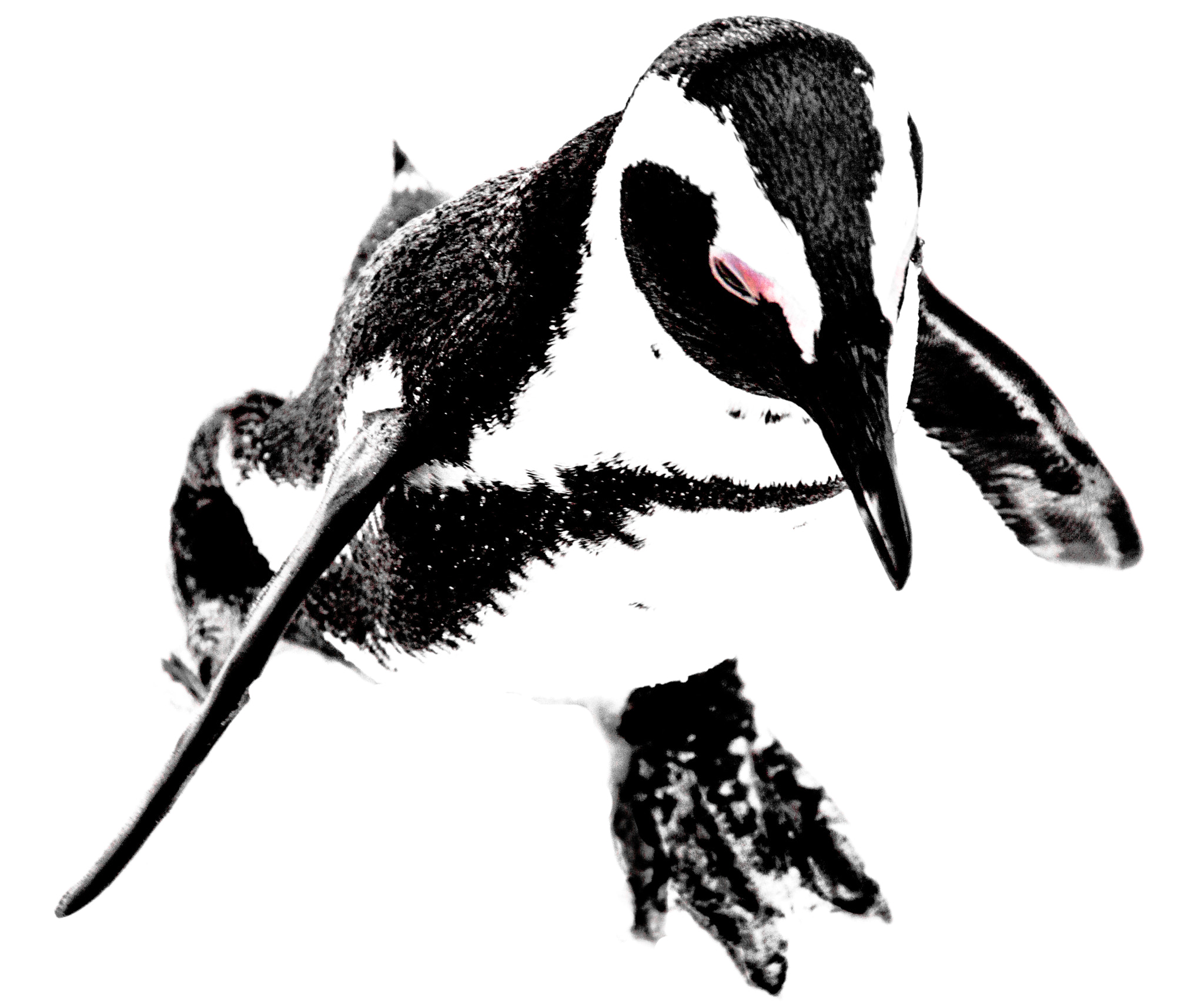 Sigma 18-250mm F3.5-6.3 DC OS HSM sample photo. Abstract penguin photography
