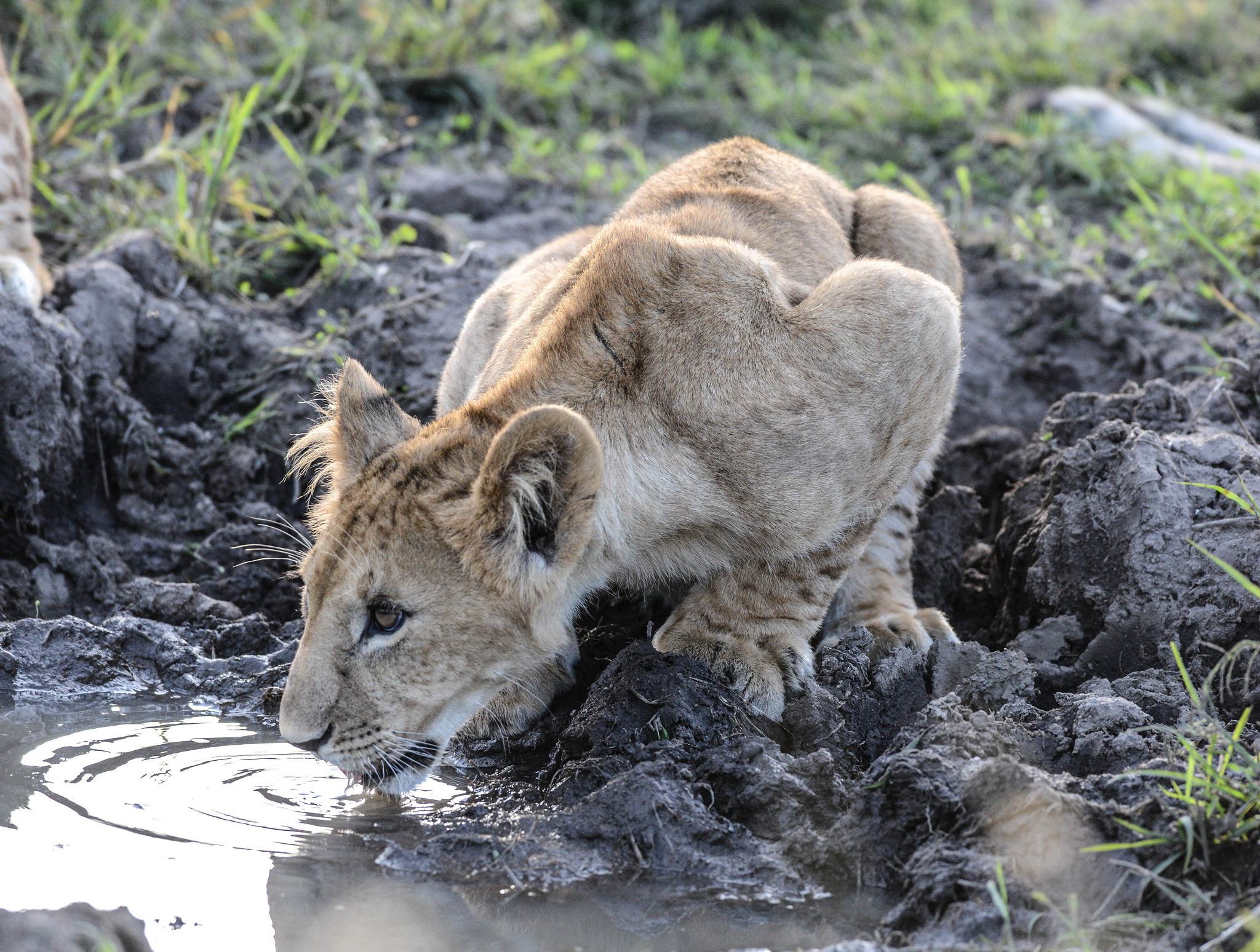 Nikon D800 + Nikon AF-S Nikkor 400mm F2.8D ED-IF II sample photo. Lion cub photography