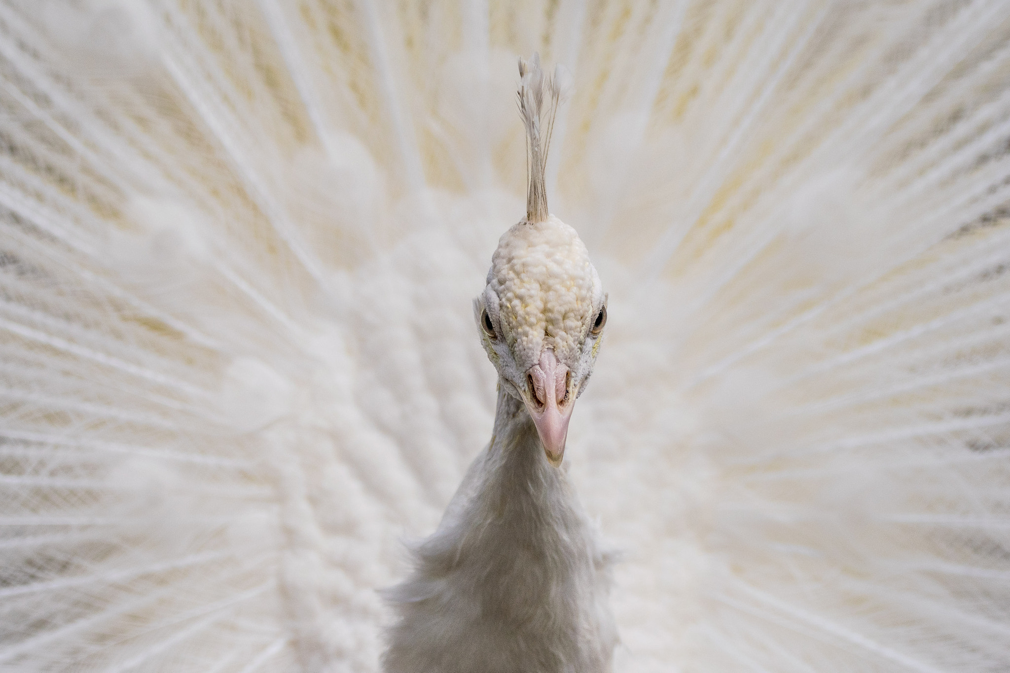 Sigma 150-600mm F5-6.3 DG OS HSM | C sample photo. White peacock photography