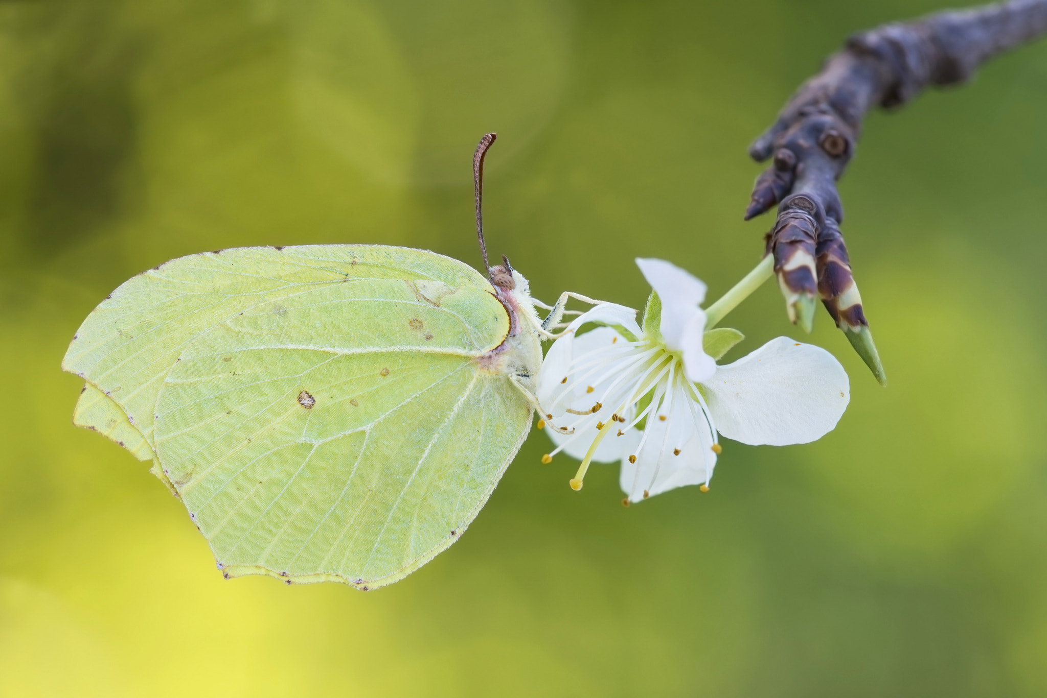 Sigma 150mm F2.8 EX DG Macro HSM sample photo. Cedronella photography
