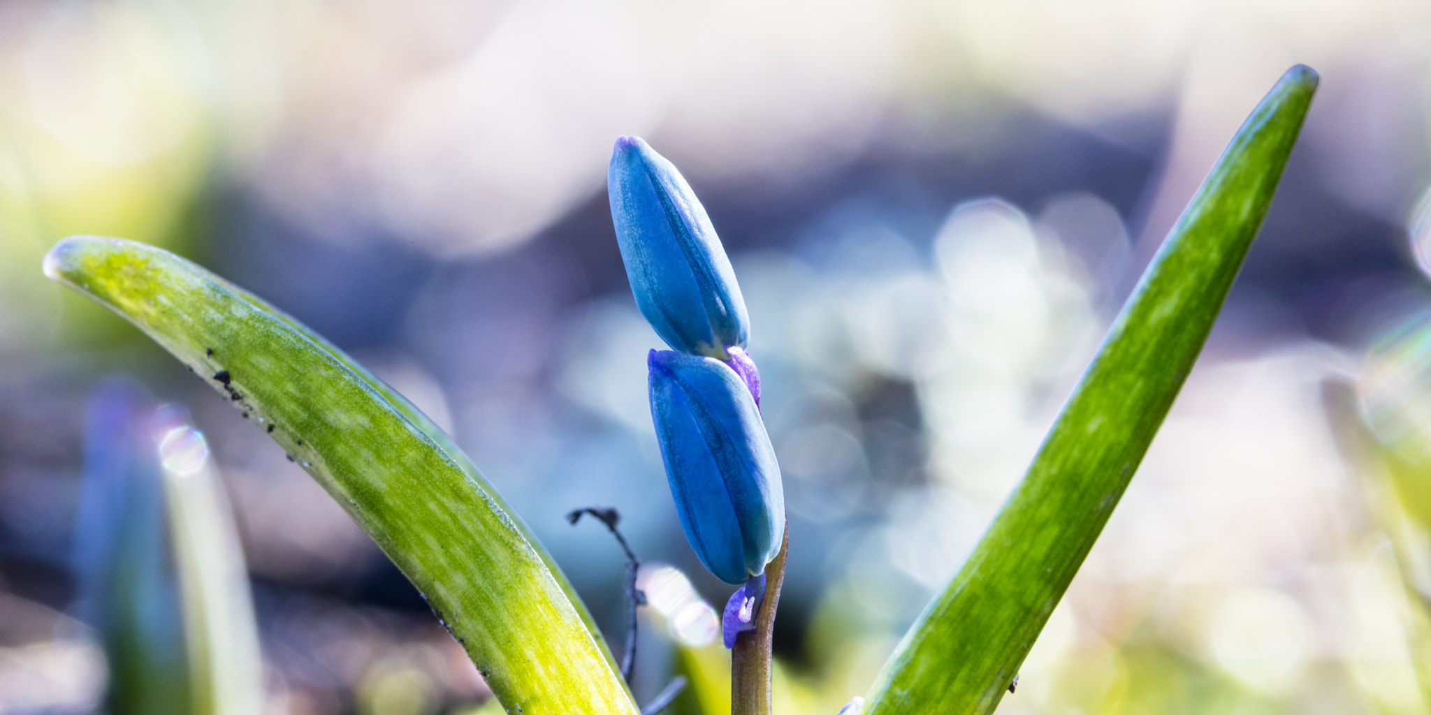 Canon EOS 5DS sample photo. Young flower photography
