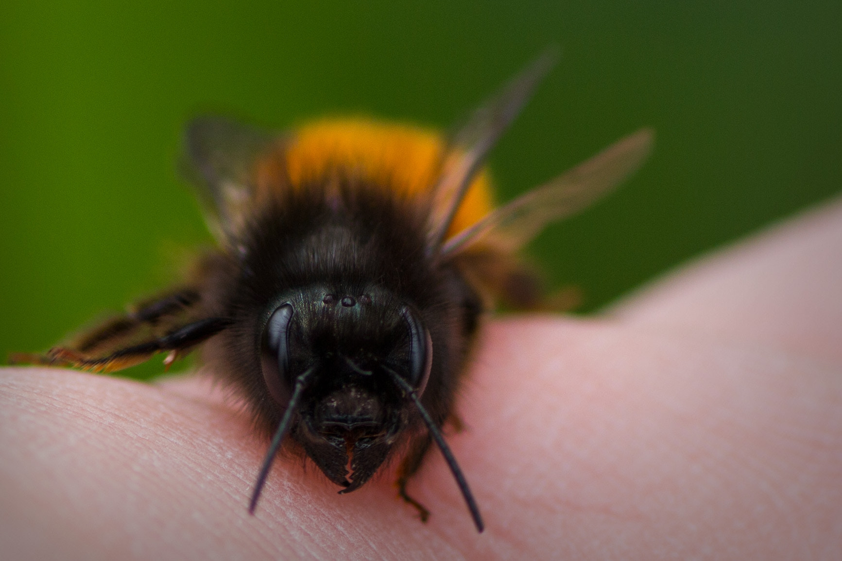 Canon EOS 550D (EOS Rebel T2i / EOS Kiss X4) + Tamron SP AF 90mm F2.8 Di Macro sample photo. Osmia cornuta photography