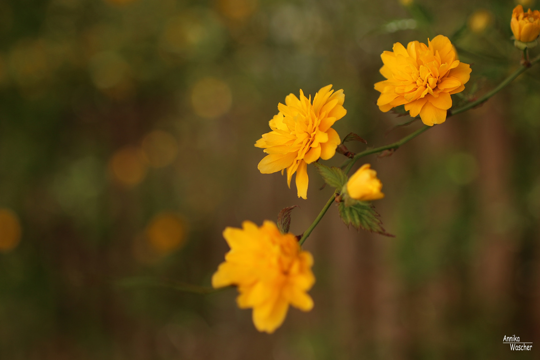 Canon EOS 70D + Sigma 18-50mm f/2.8 Macro sample photo. Spring in yellow photography