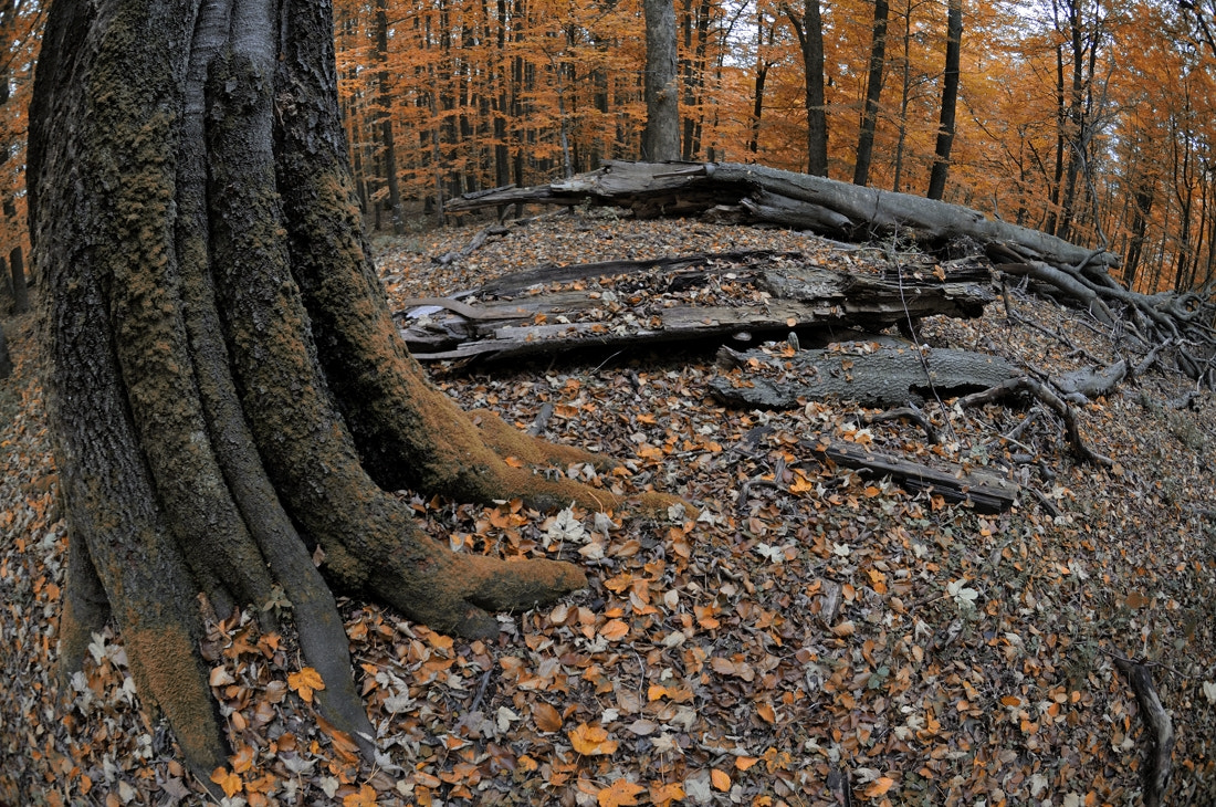 Nikon AF DX Fisheye-Nikkor 10.5mm F2.8G ED sample photo. Virgin forest photography