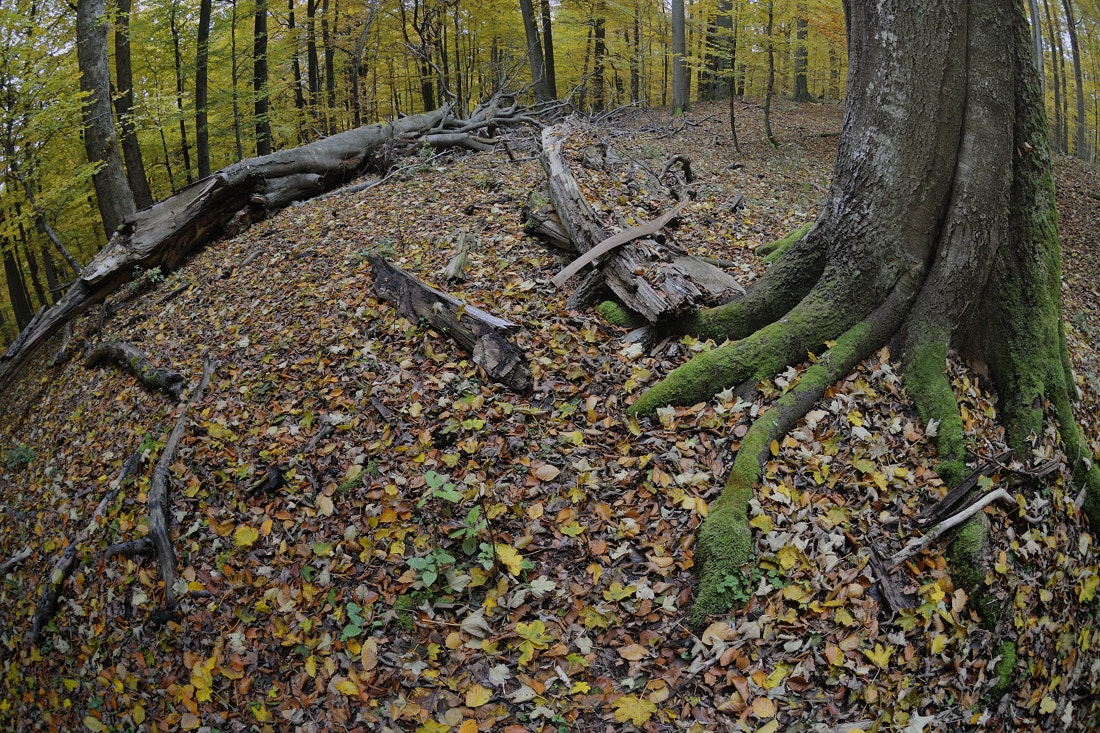 Nikon AF DX Fisheye-Nikkor 10.5mm F2.8G ED sample photo. Virgin forest photography