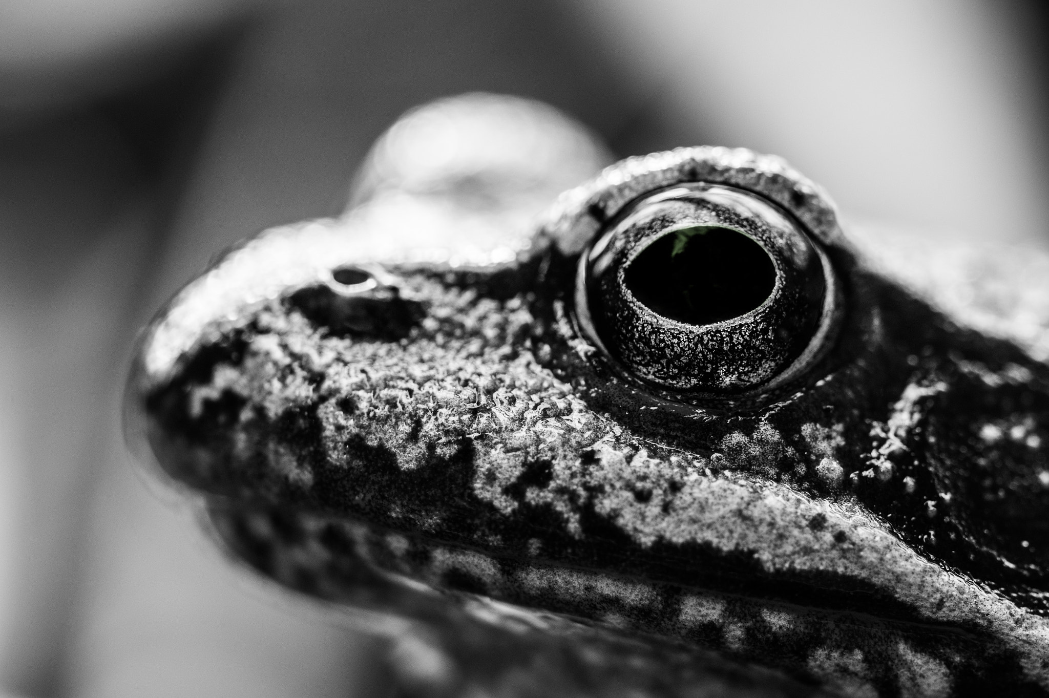 Sony SLT-A58 + 90mm F2.8 Macro SSM sample photo. Frog photography