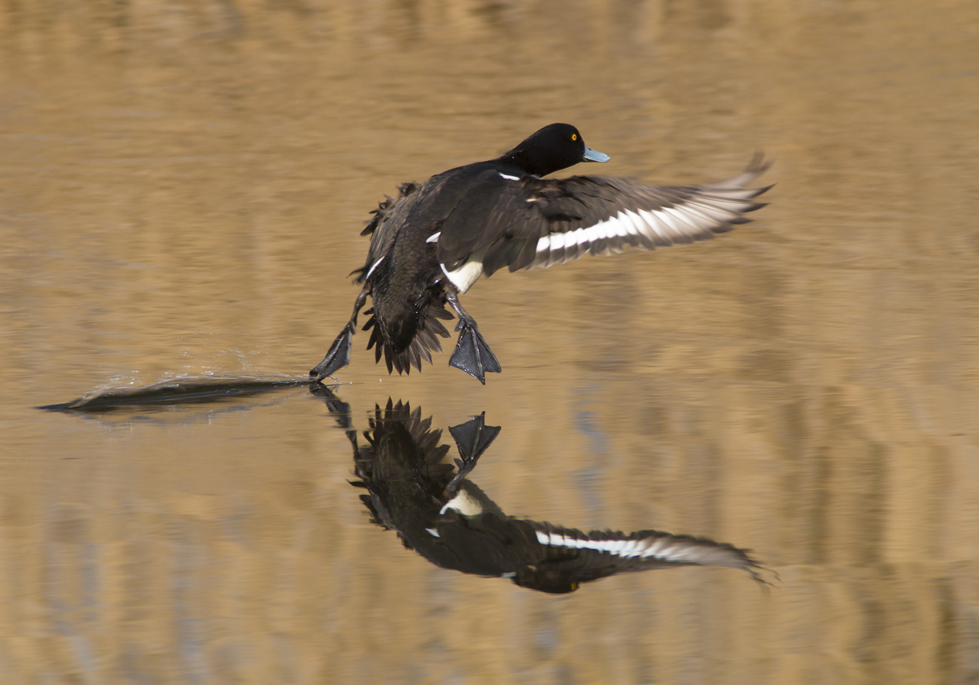 Canon EF 300mm F4L IS USM sample photo. Touching the water photography