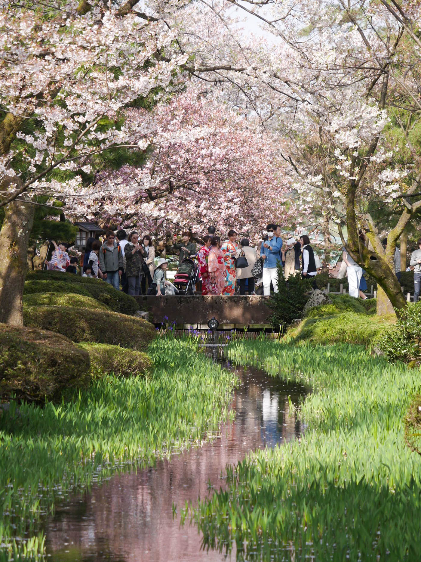 Panasonic Lumix DMC-GX7 sample photo. Hanami photography